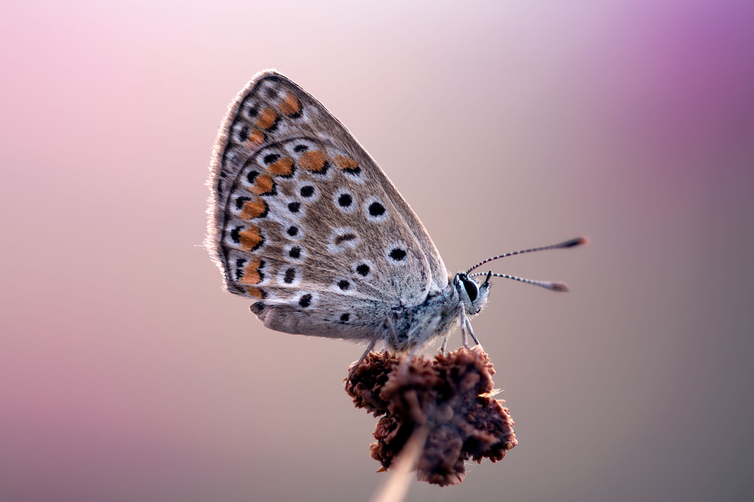 Polyommatus icarus