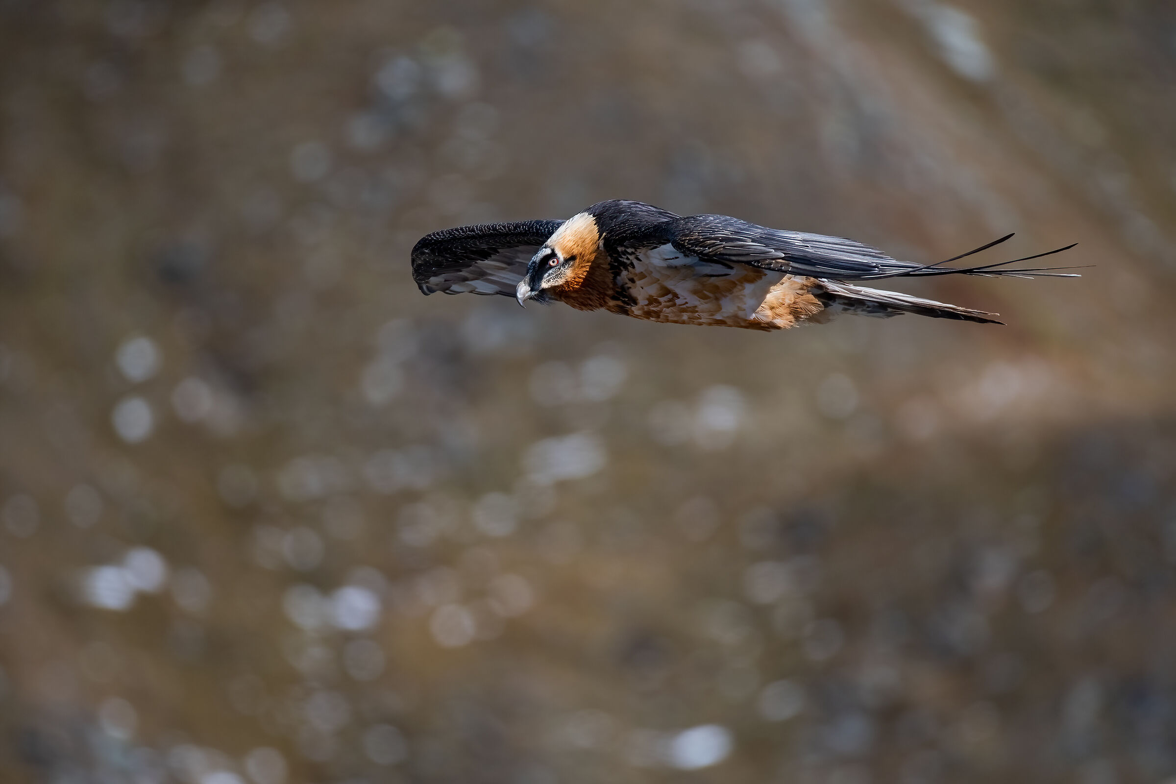 Bearded Vulture