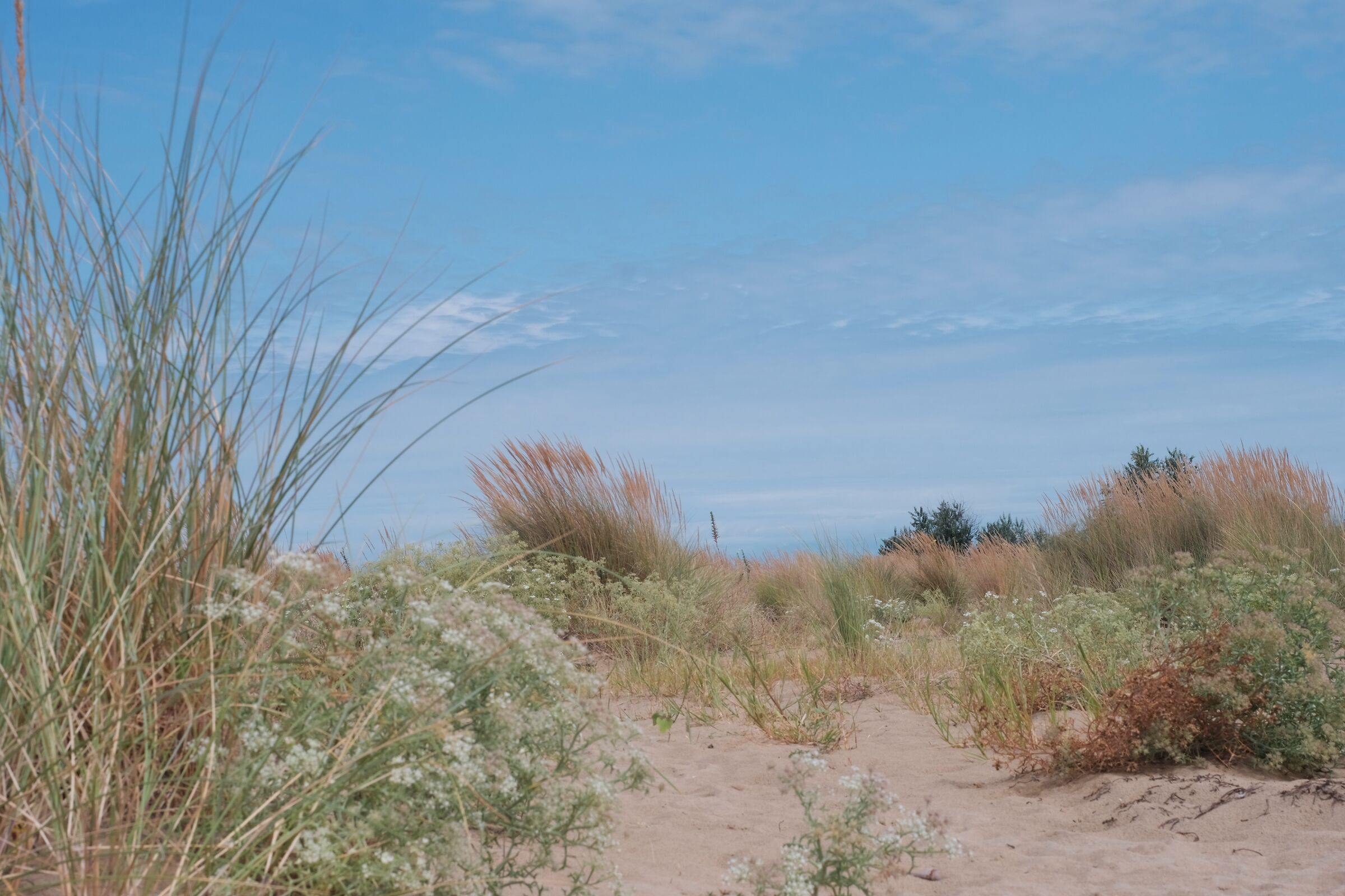 Vegetazione - Dune di Bibione