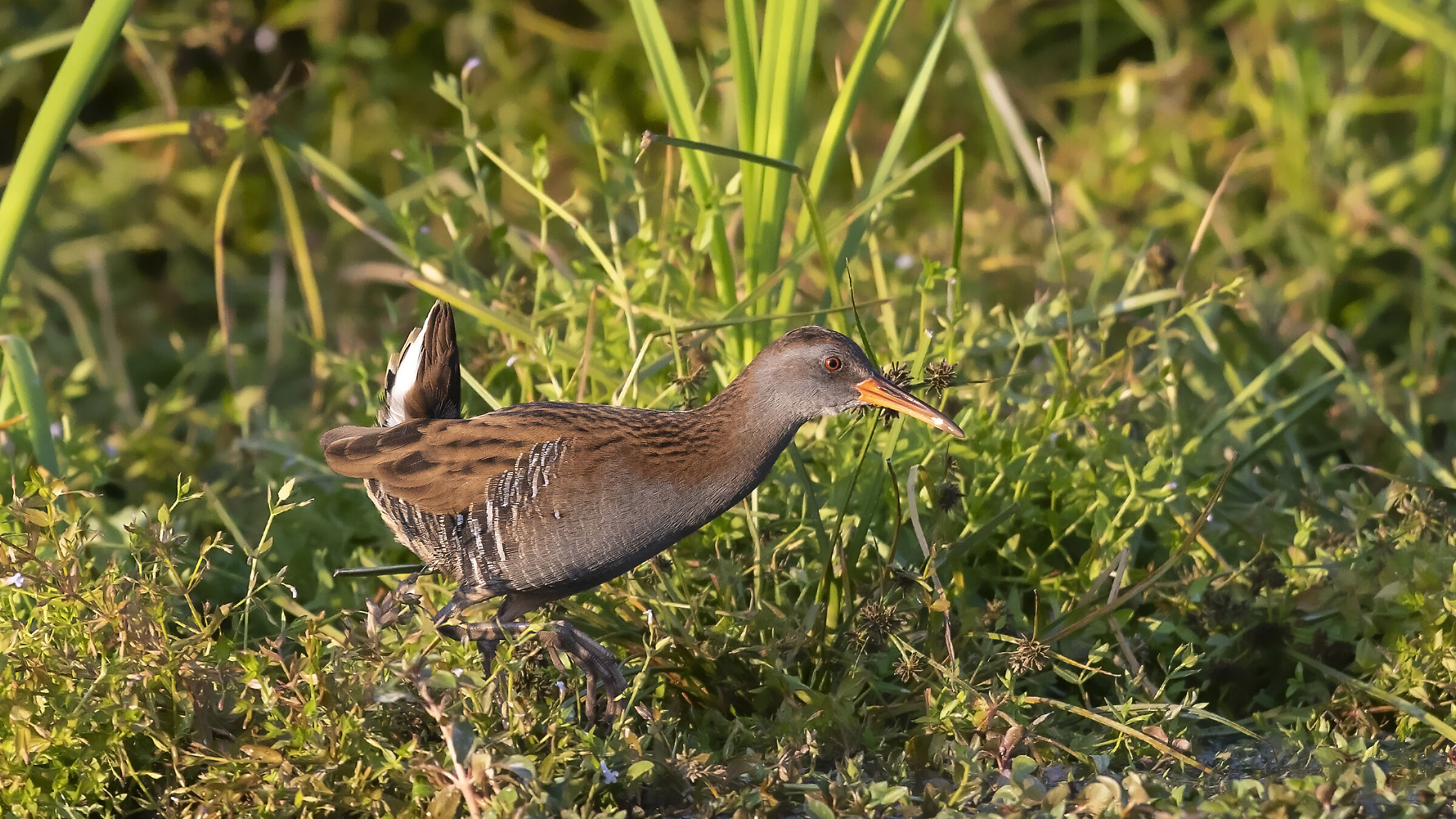 Porciglione at sunset