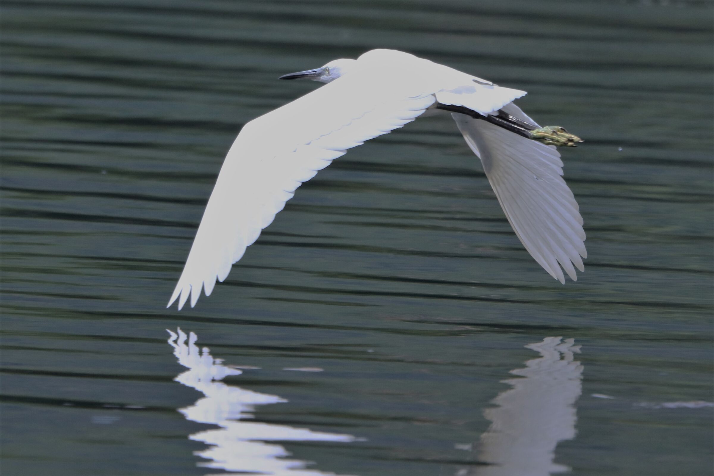 Egret