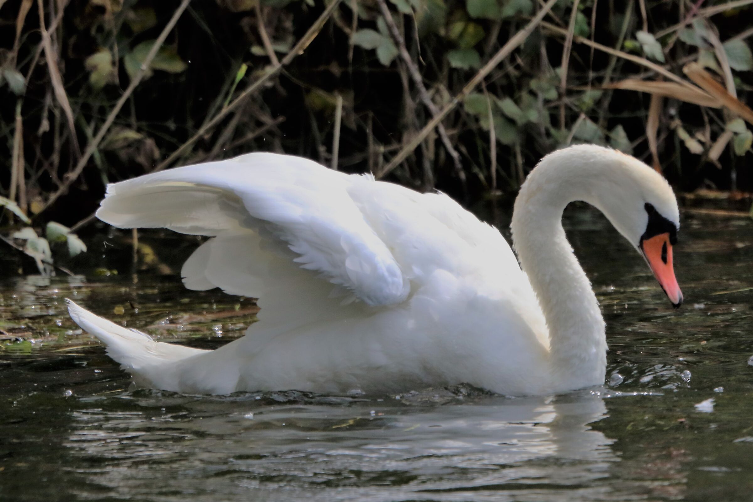 swan