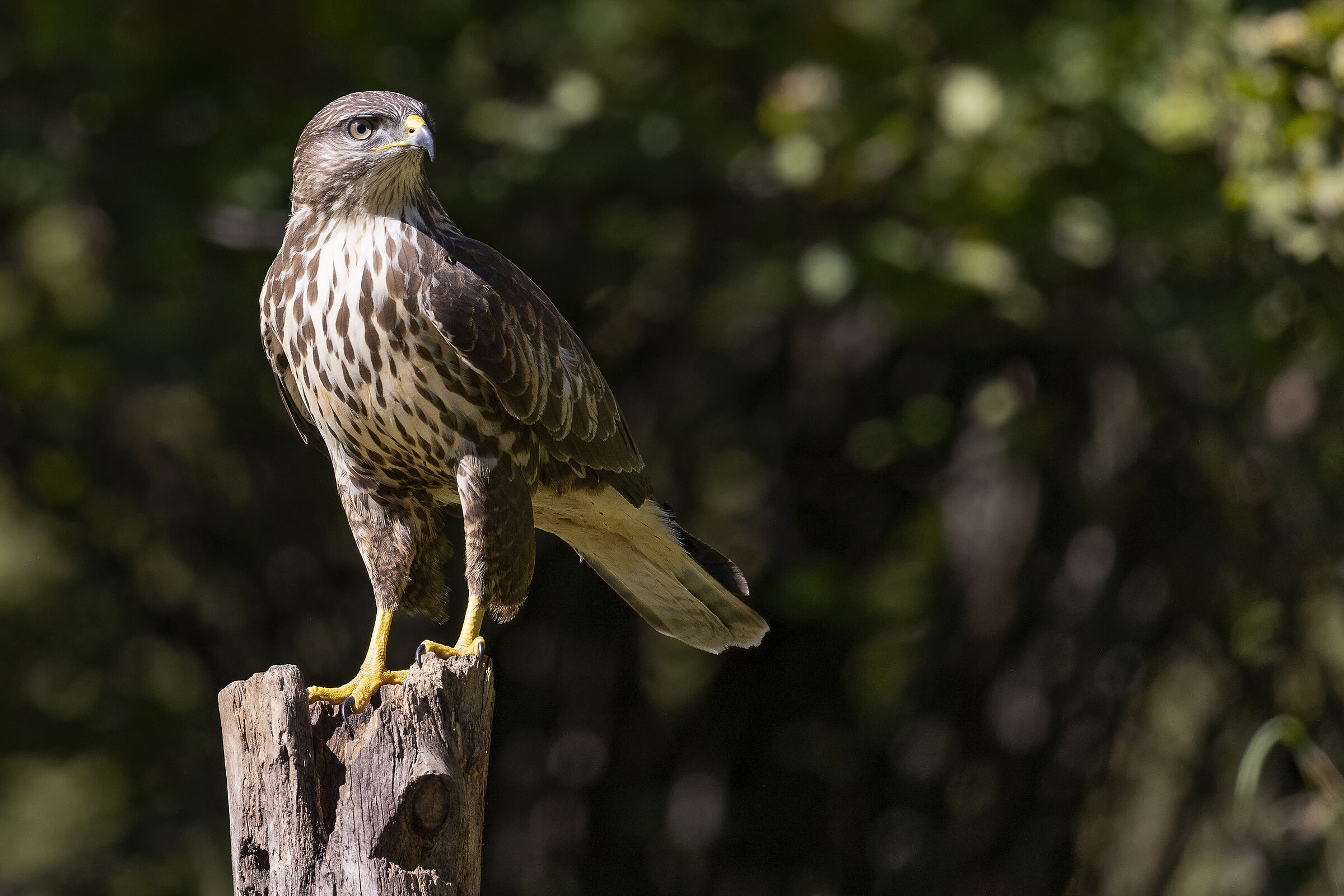 Buzzard