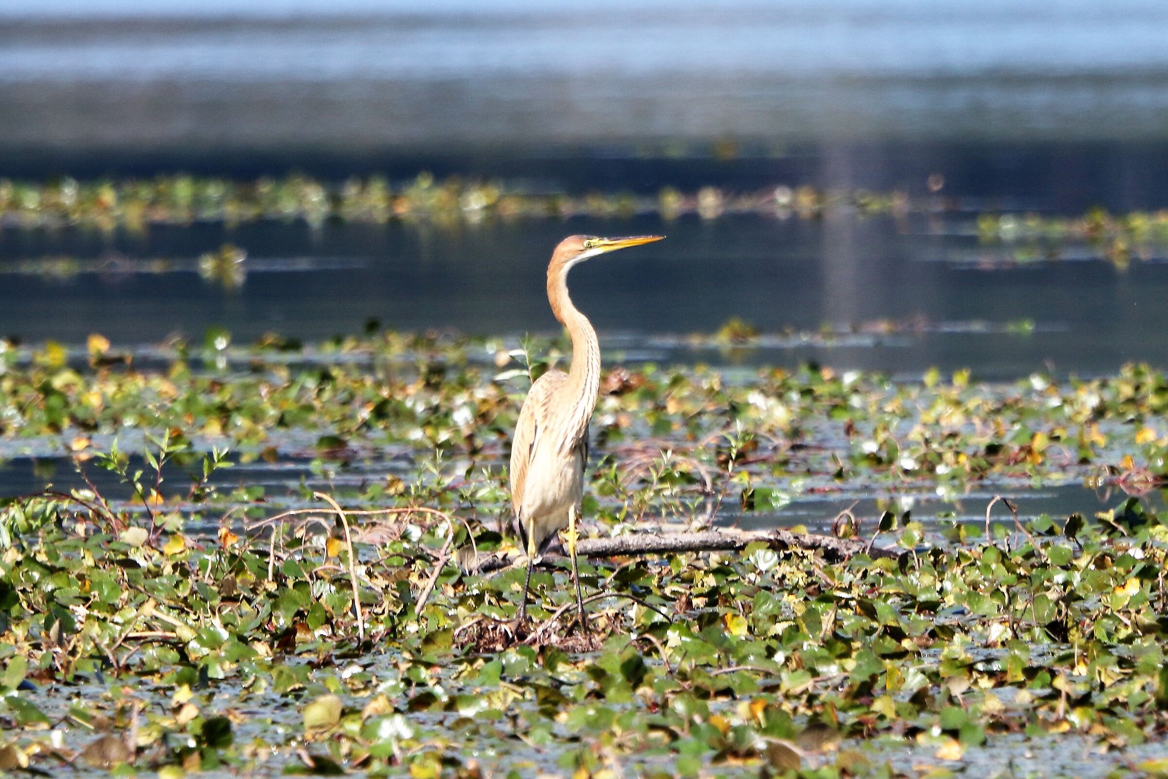 Purple heron