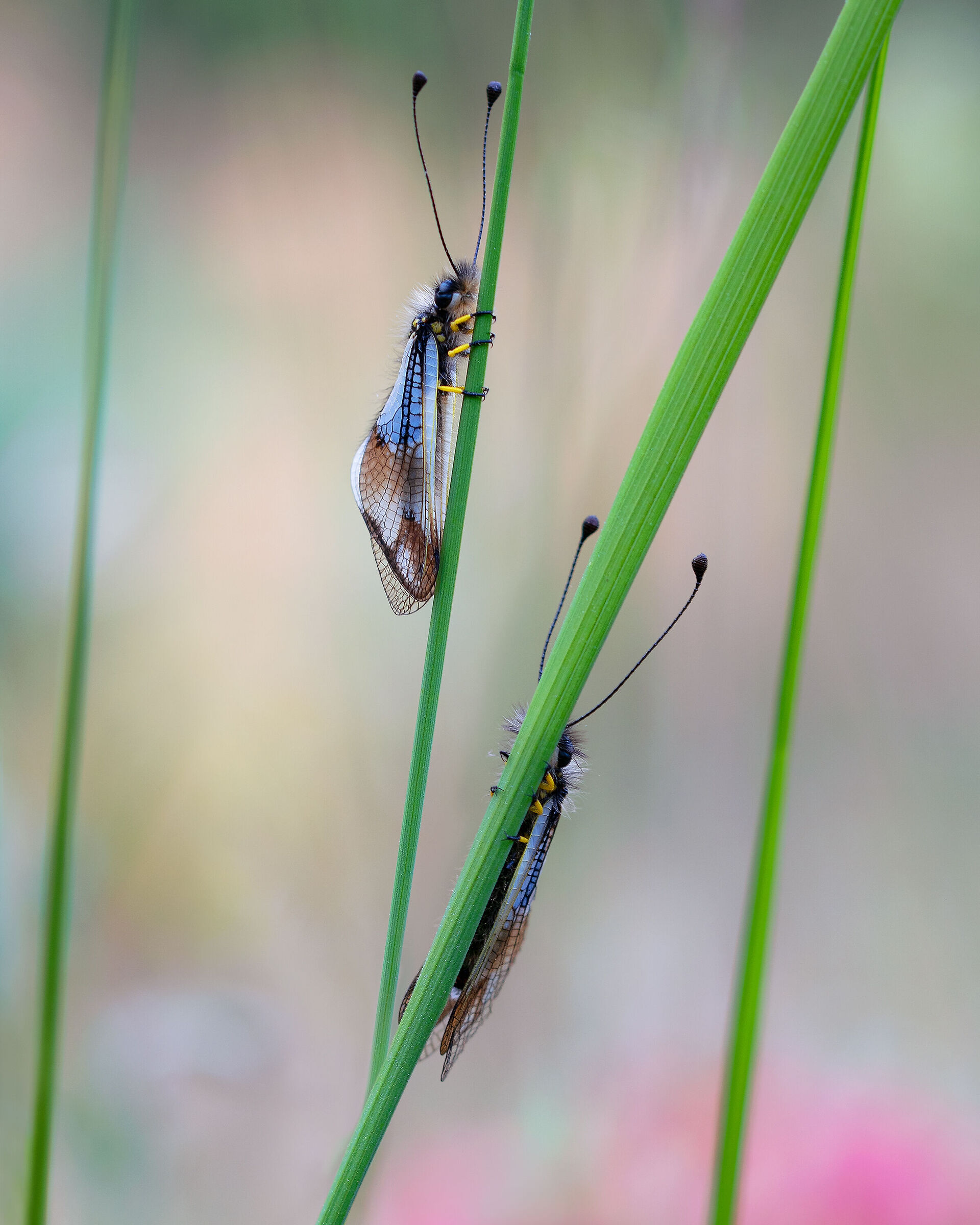 Libelloides lacteus²