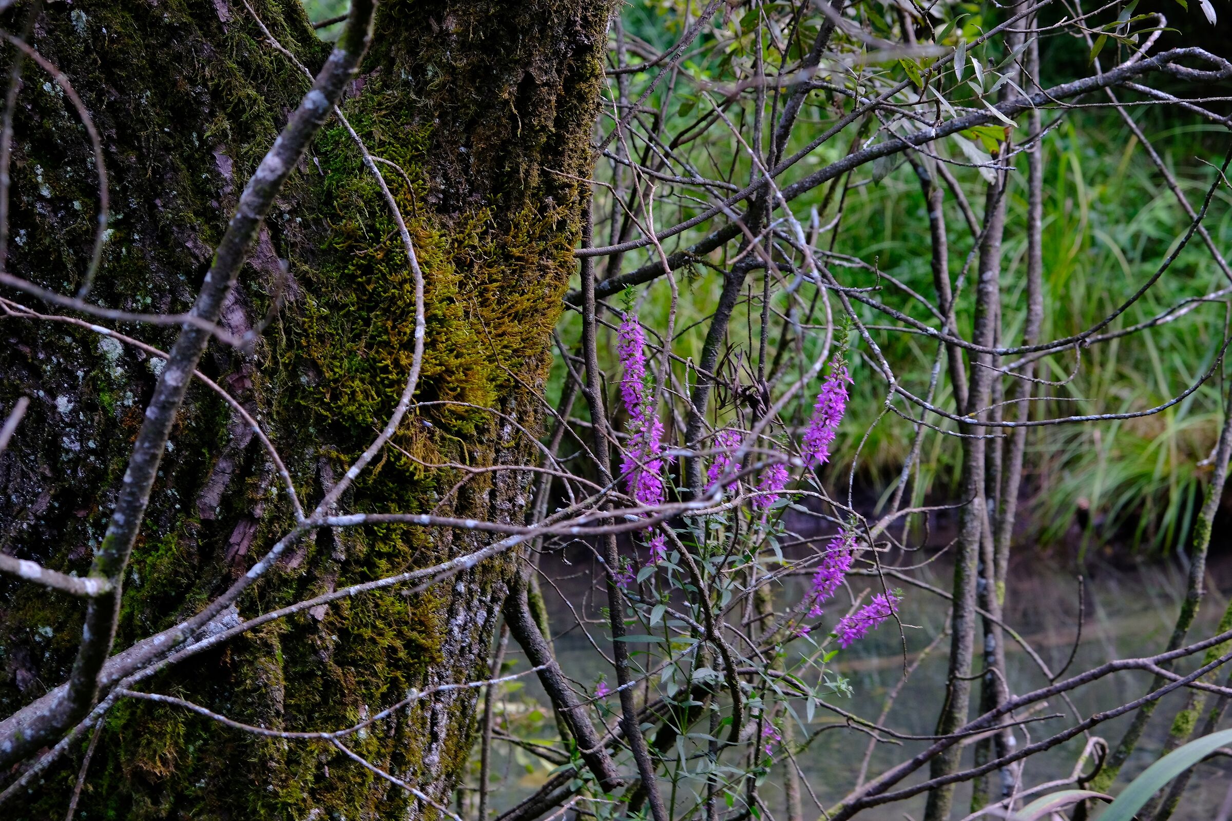 Nel groviglio di rami 1
