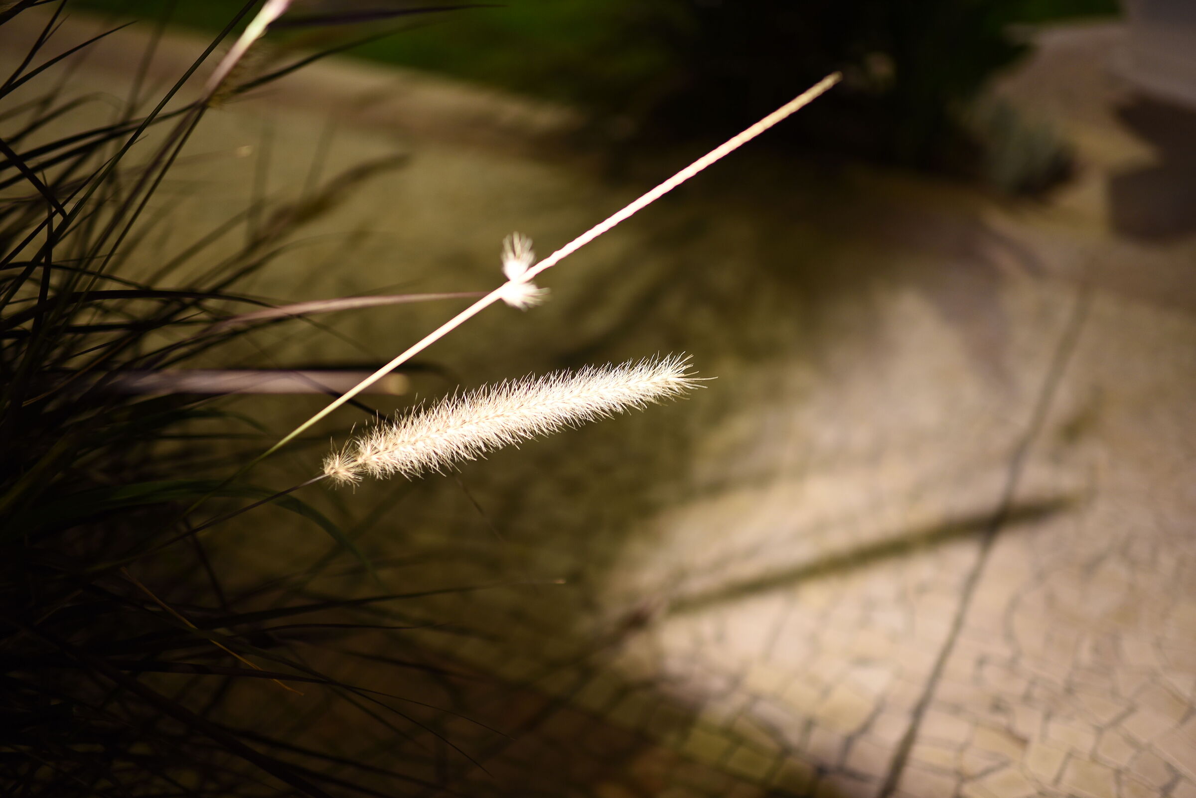 Nikon 750 / Zeiss Otus 28, 1.4