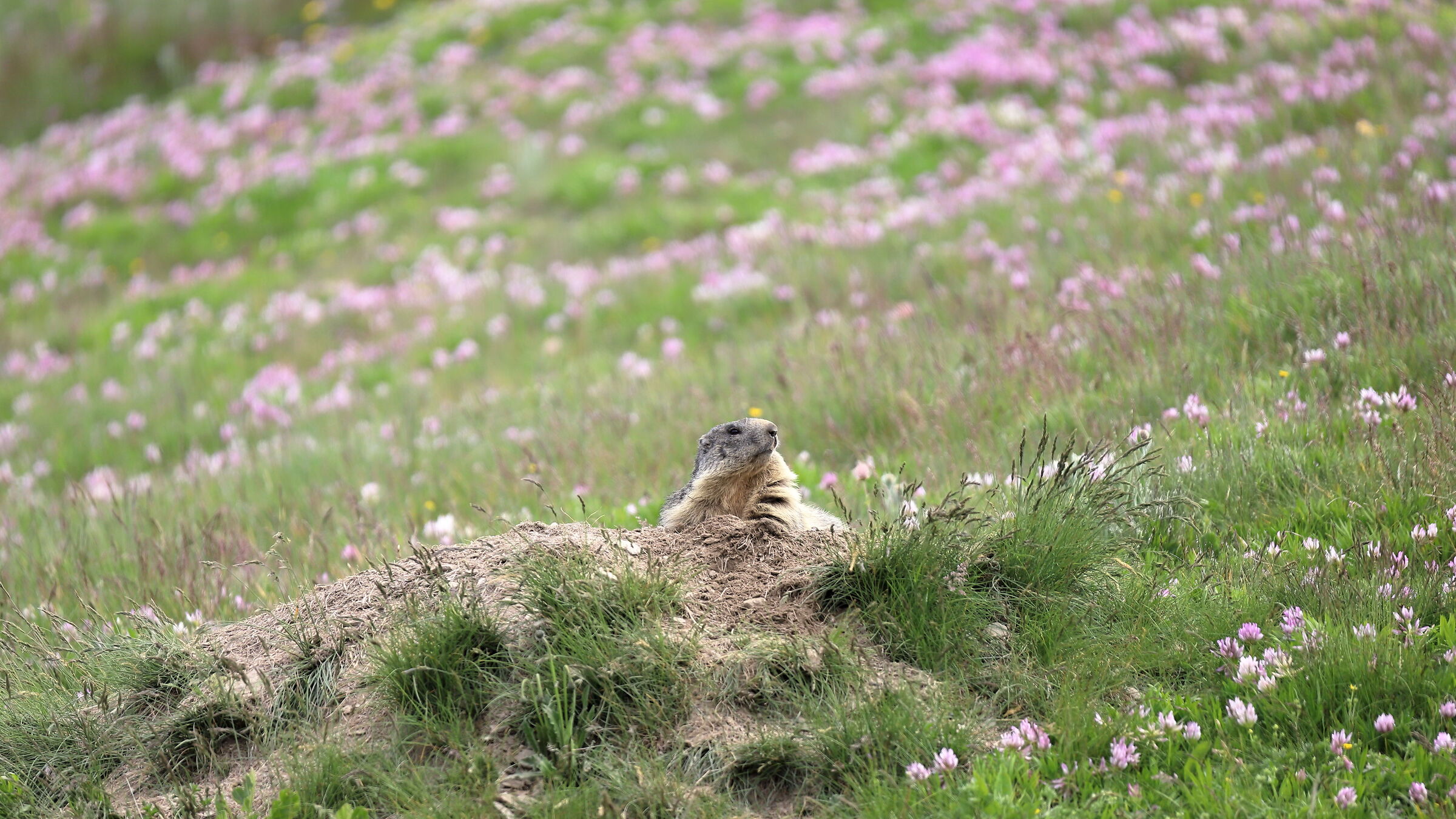 Marmotta
