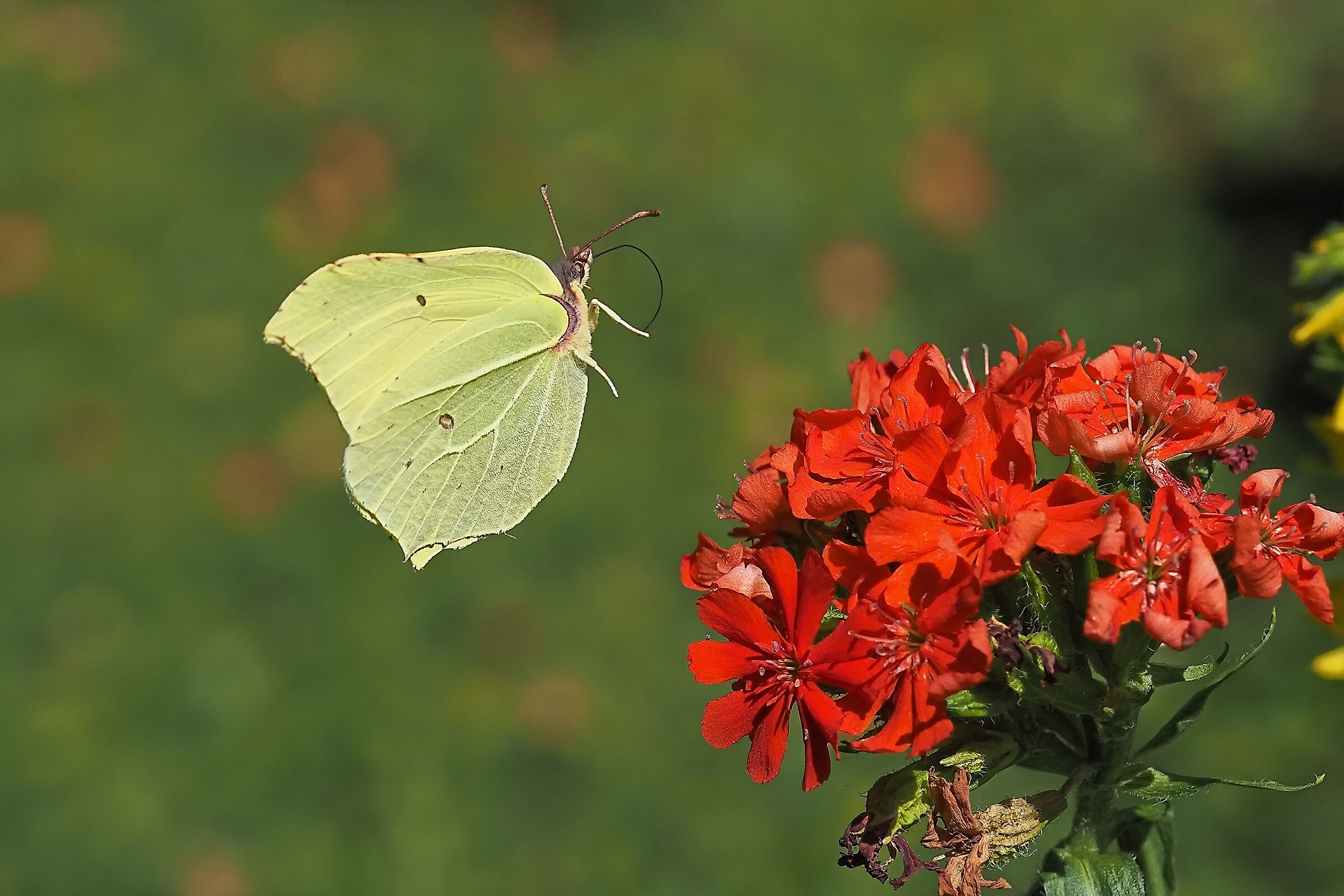 farfalla volante