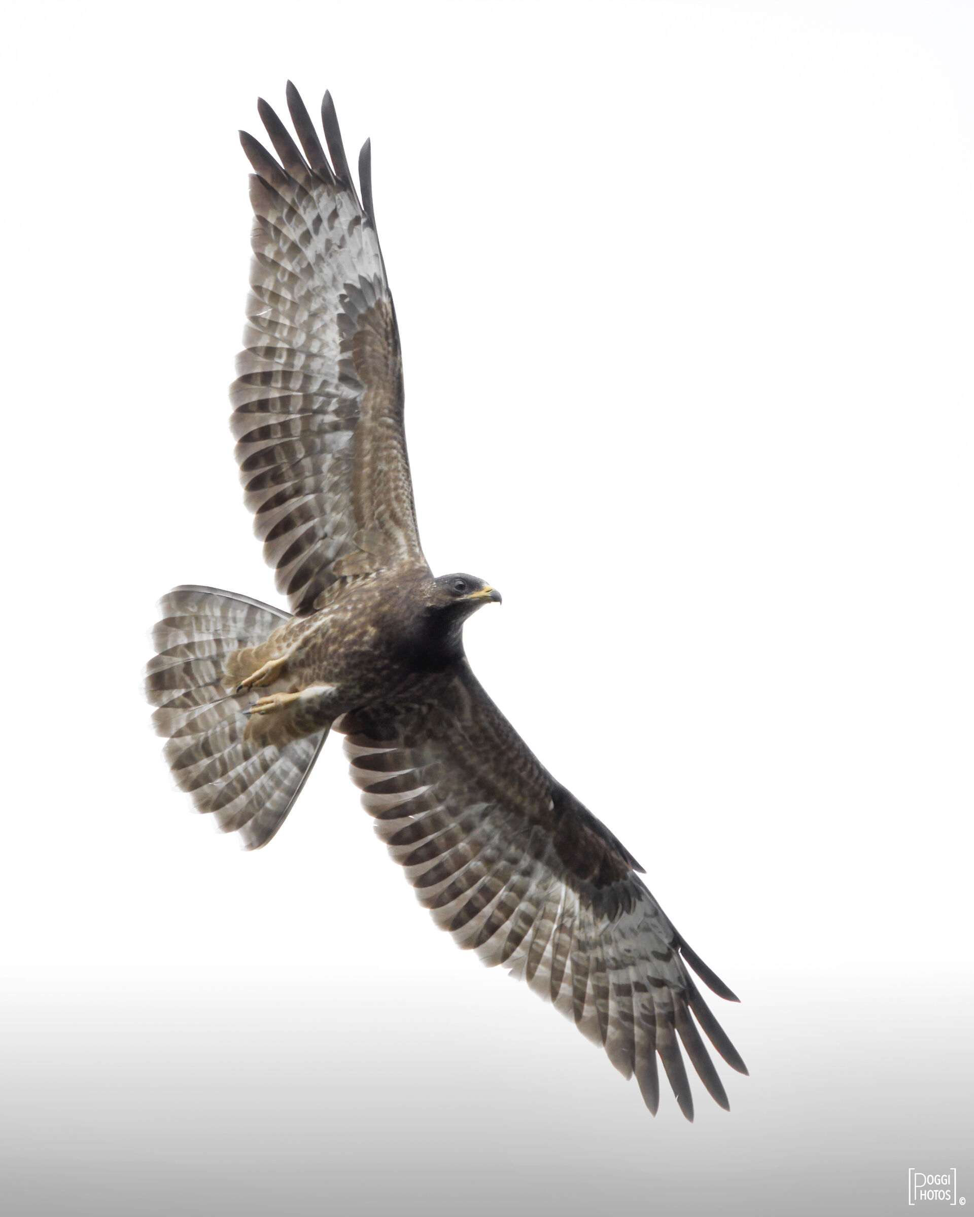 Falco pecchiaiolo juv.