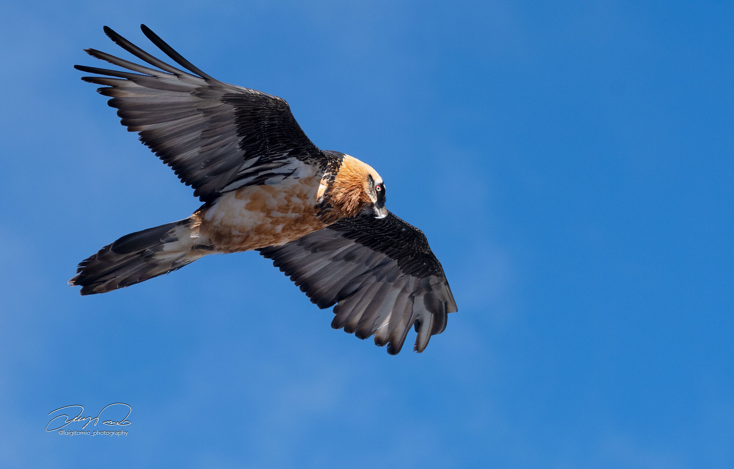 Bearded Vulture