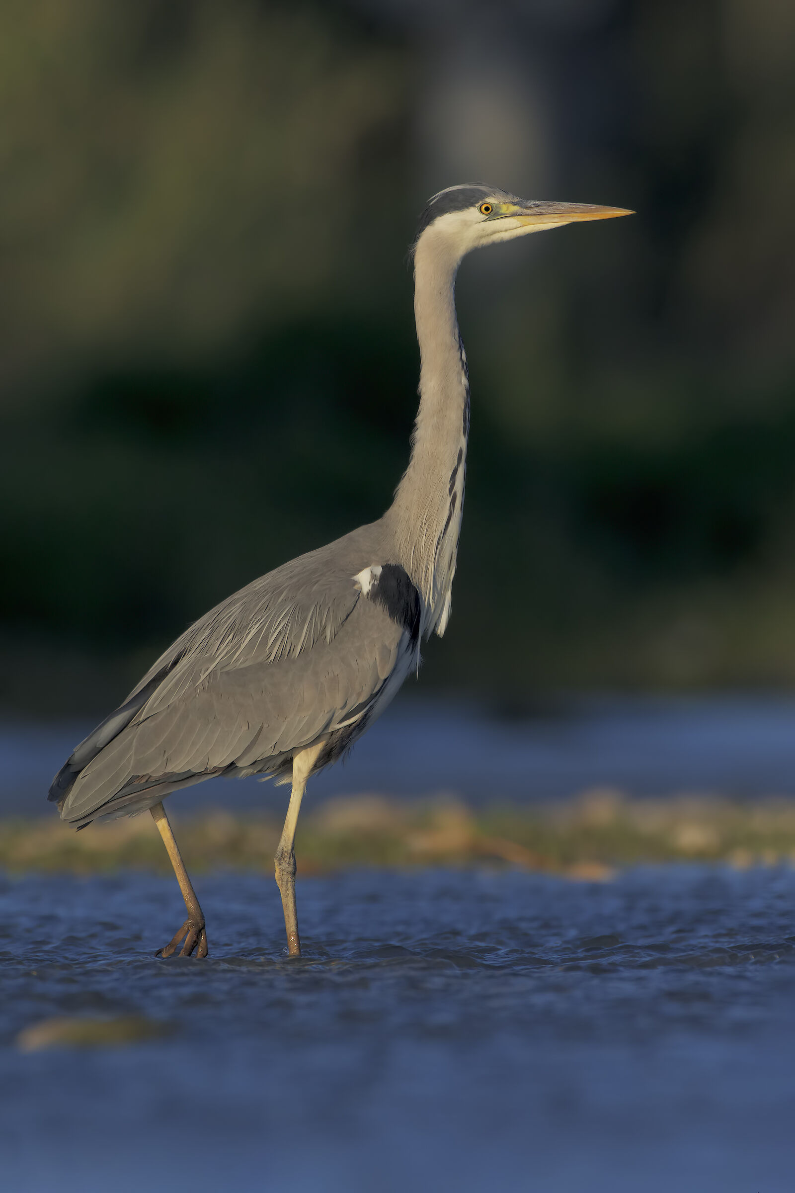 Grey heron