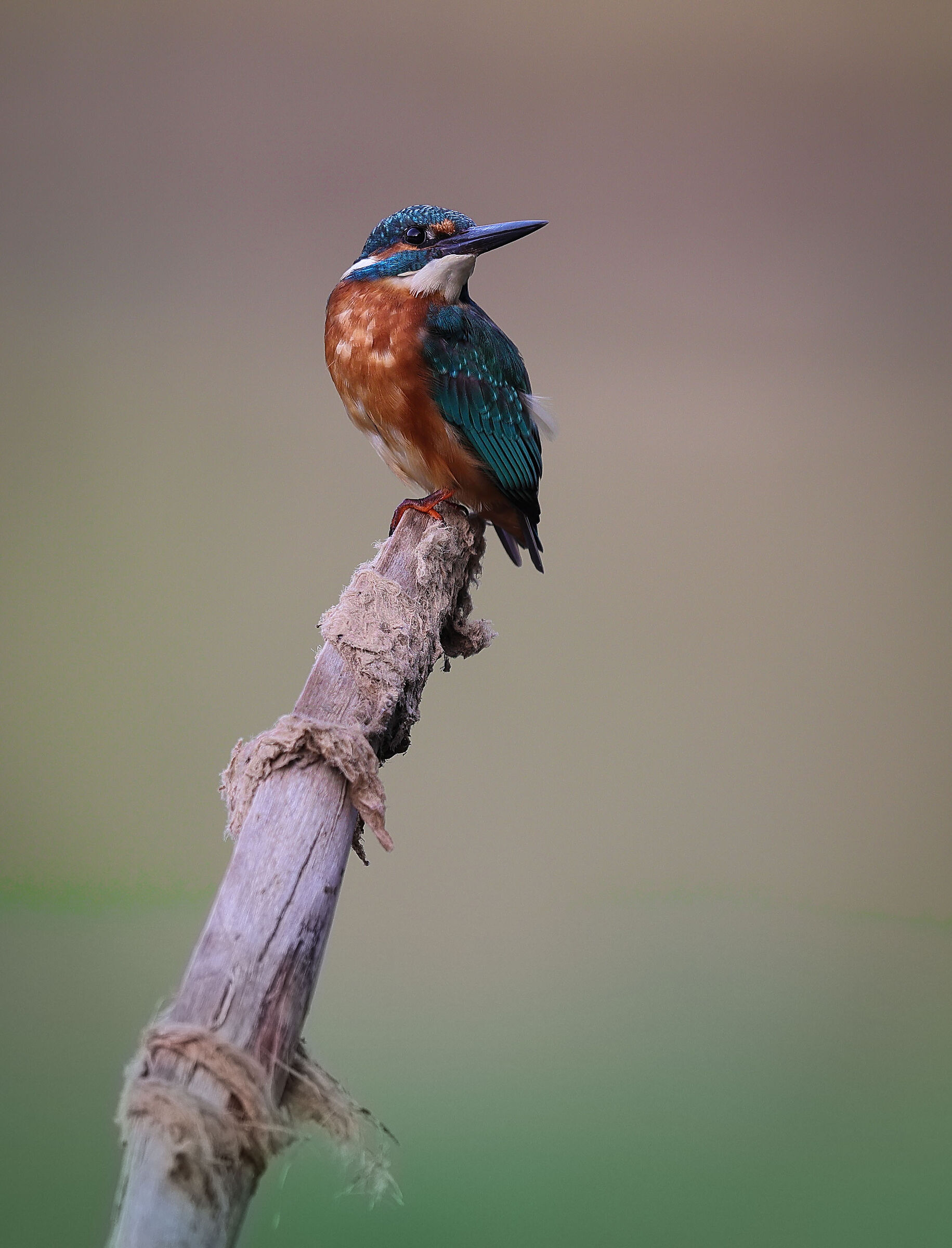 kingfisher