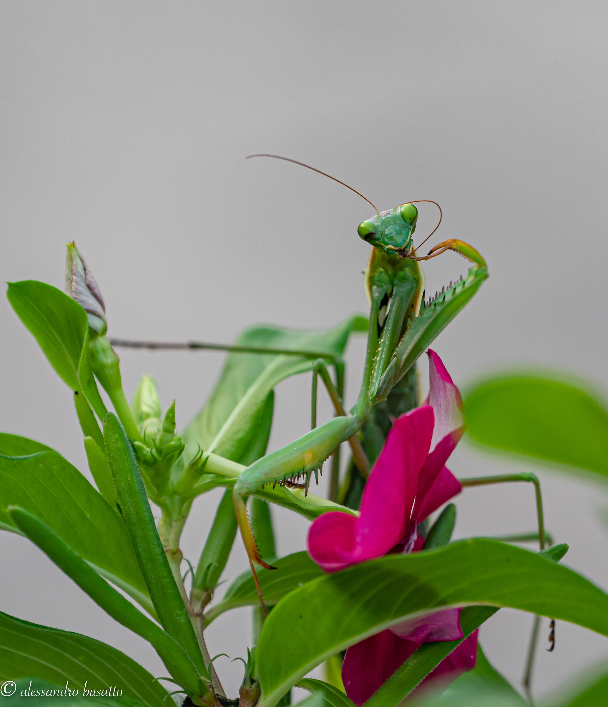 Mantis licking her "fingers"
