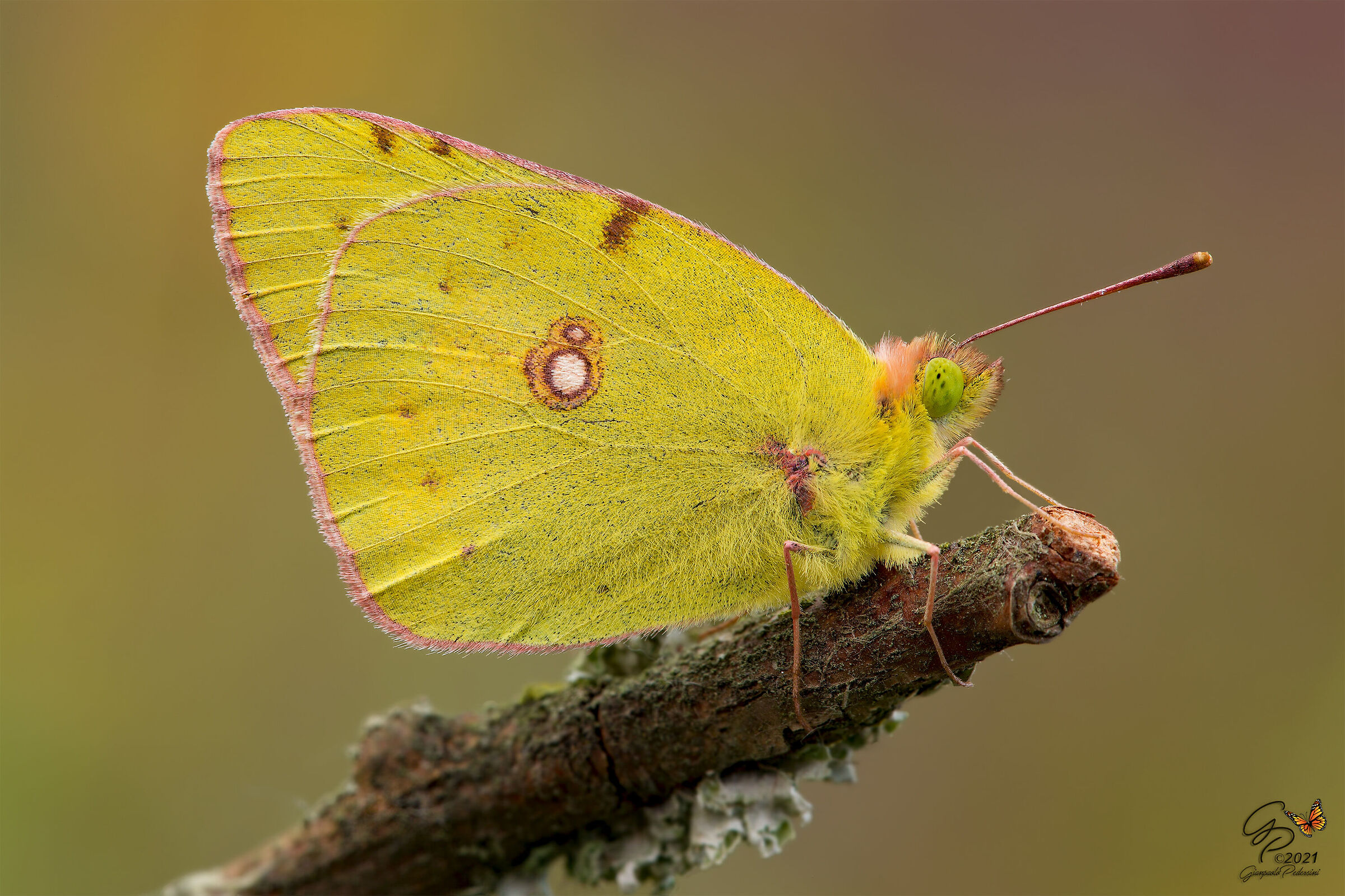 L'anno delle "Colias"