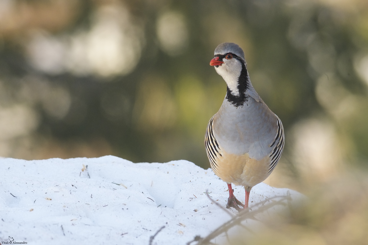 Coturnice delle Alpi