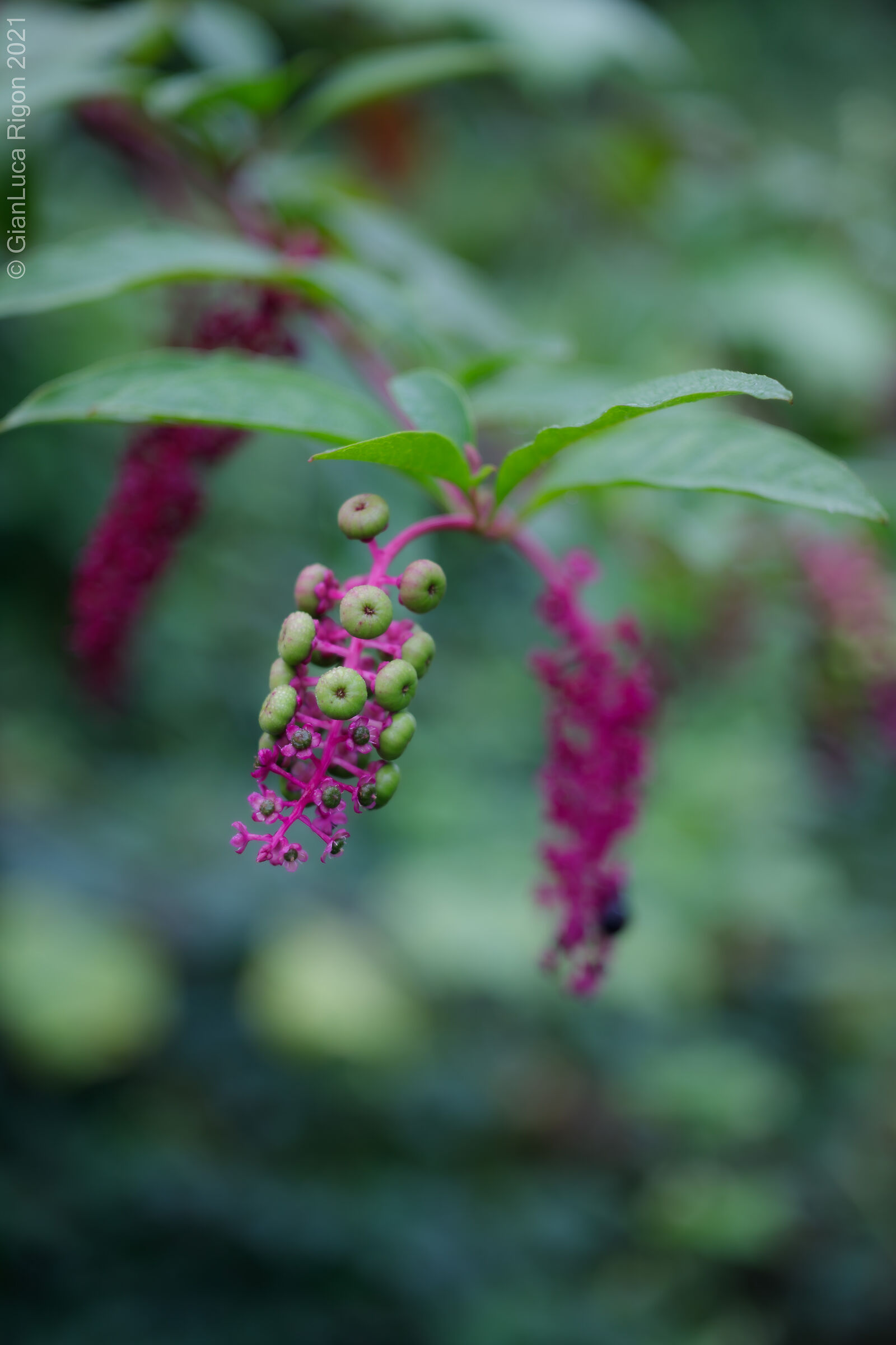 Uva Turca (Phytolacca Americana)