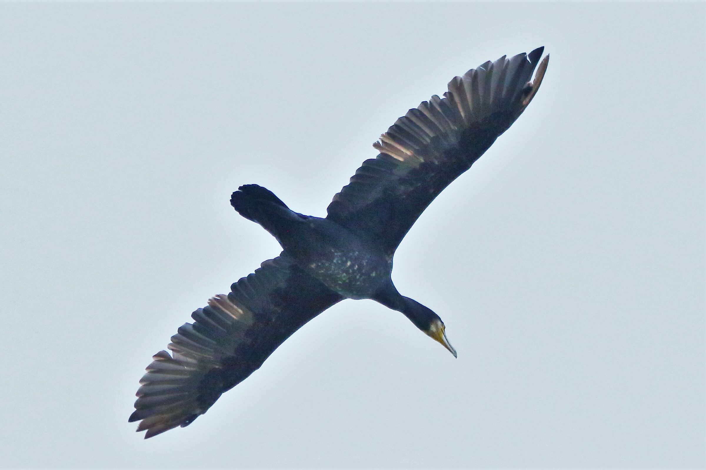 Cormorant