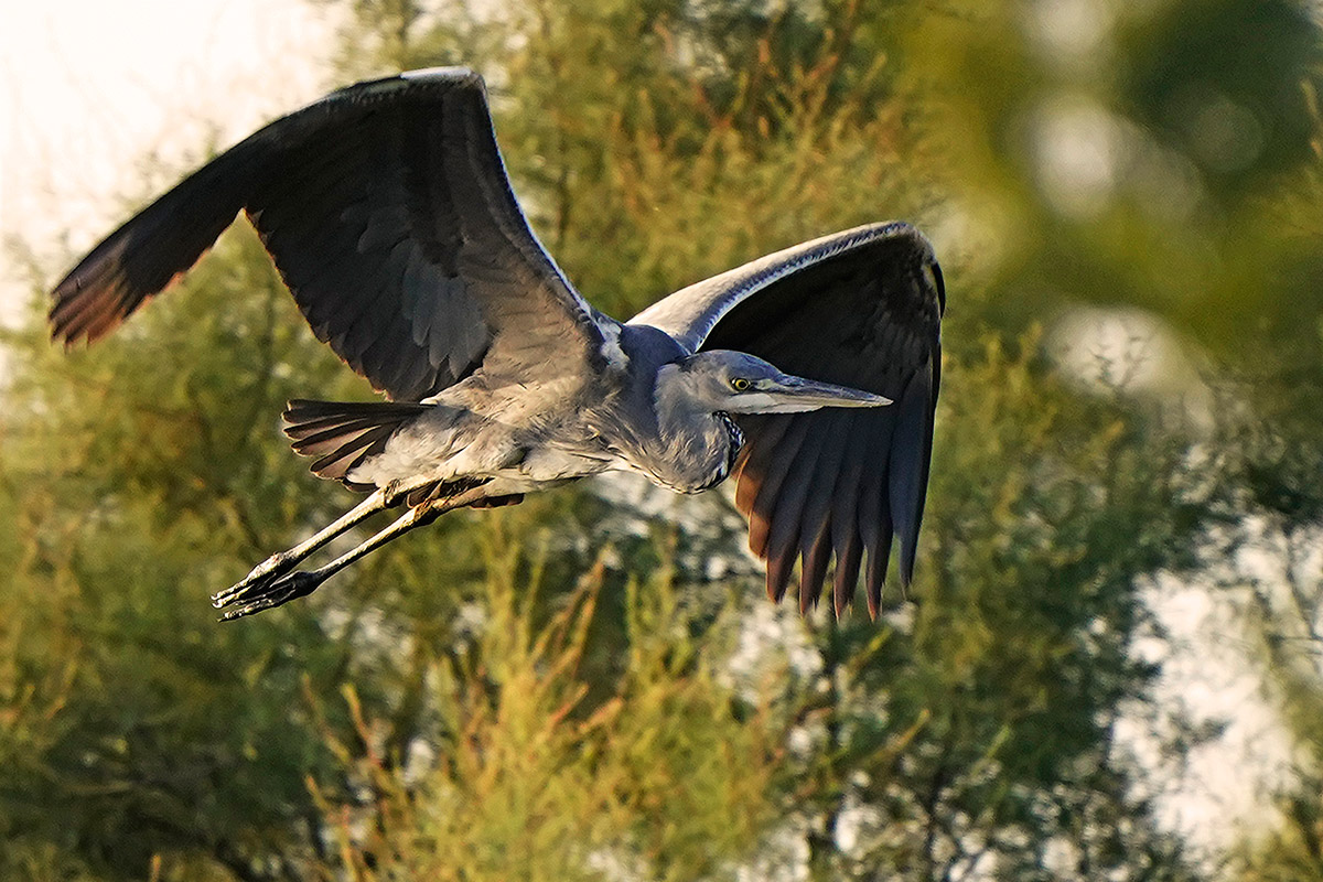 Airone cenerino Juv.