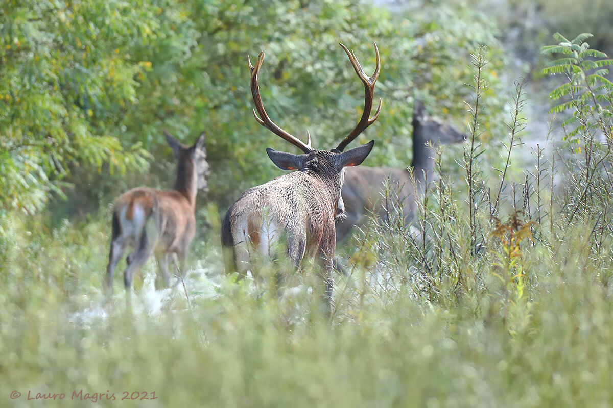 The King and the Bridesmaids