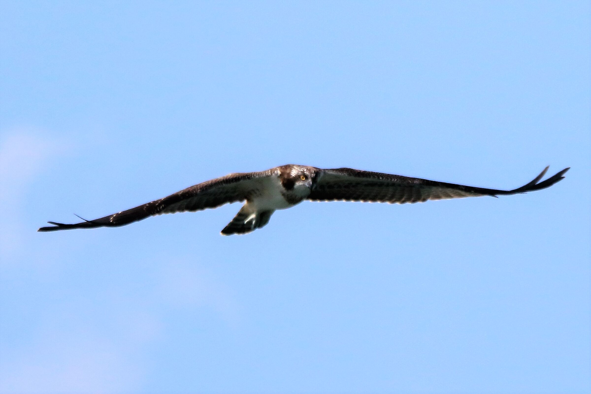 Osprey