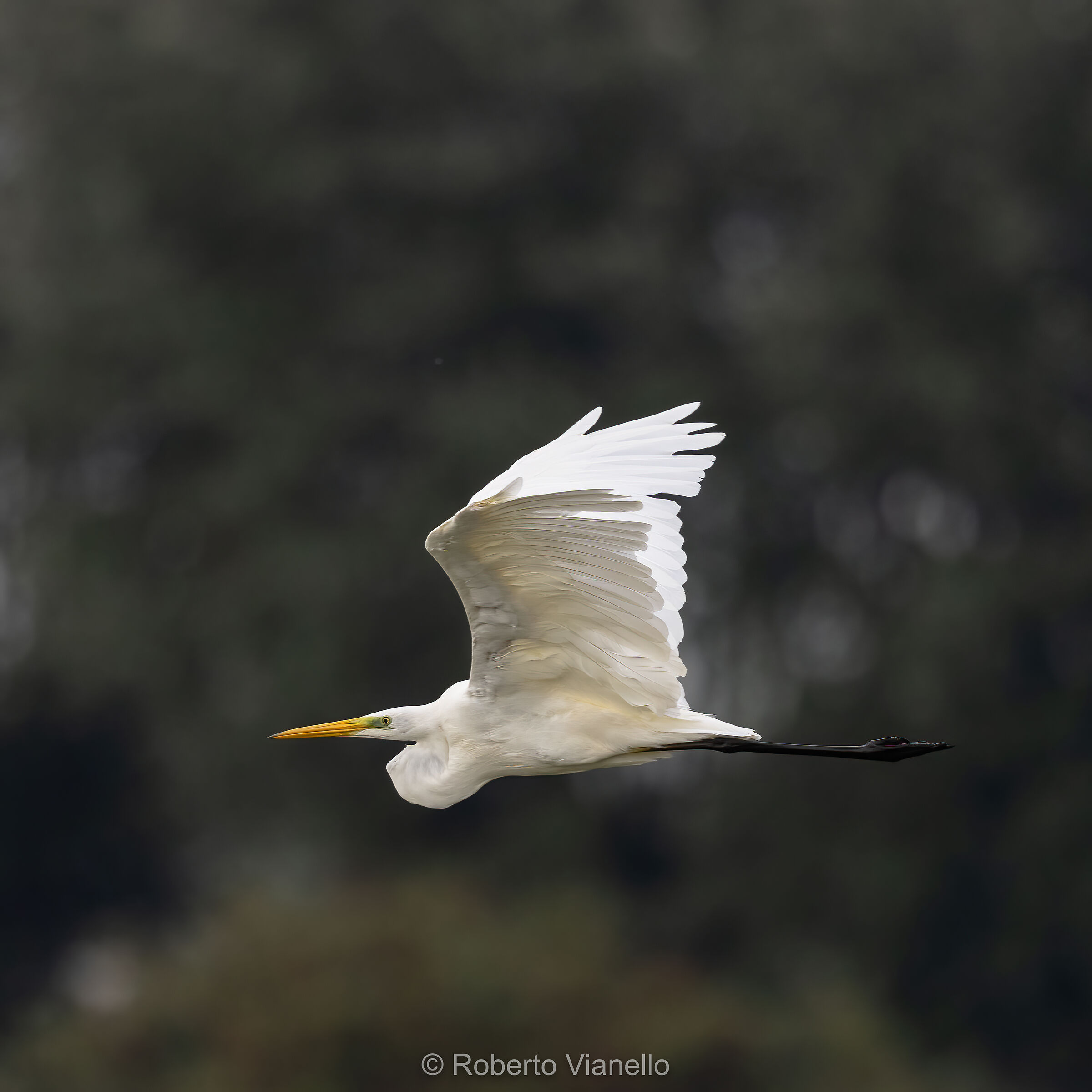Airone bianco maggiore (Ardea alba)