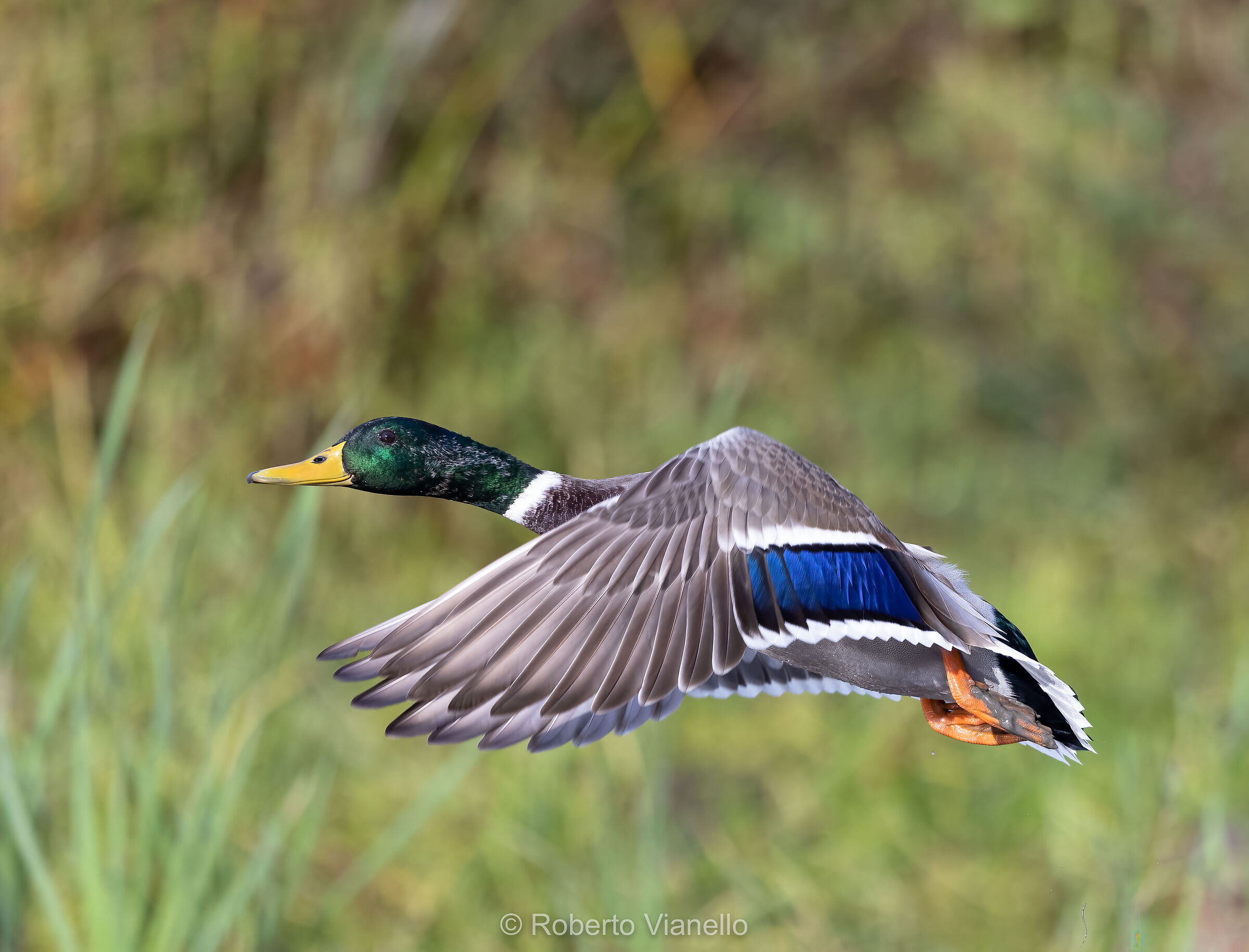 Germano reale (Anas platyrhynchos)