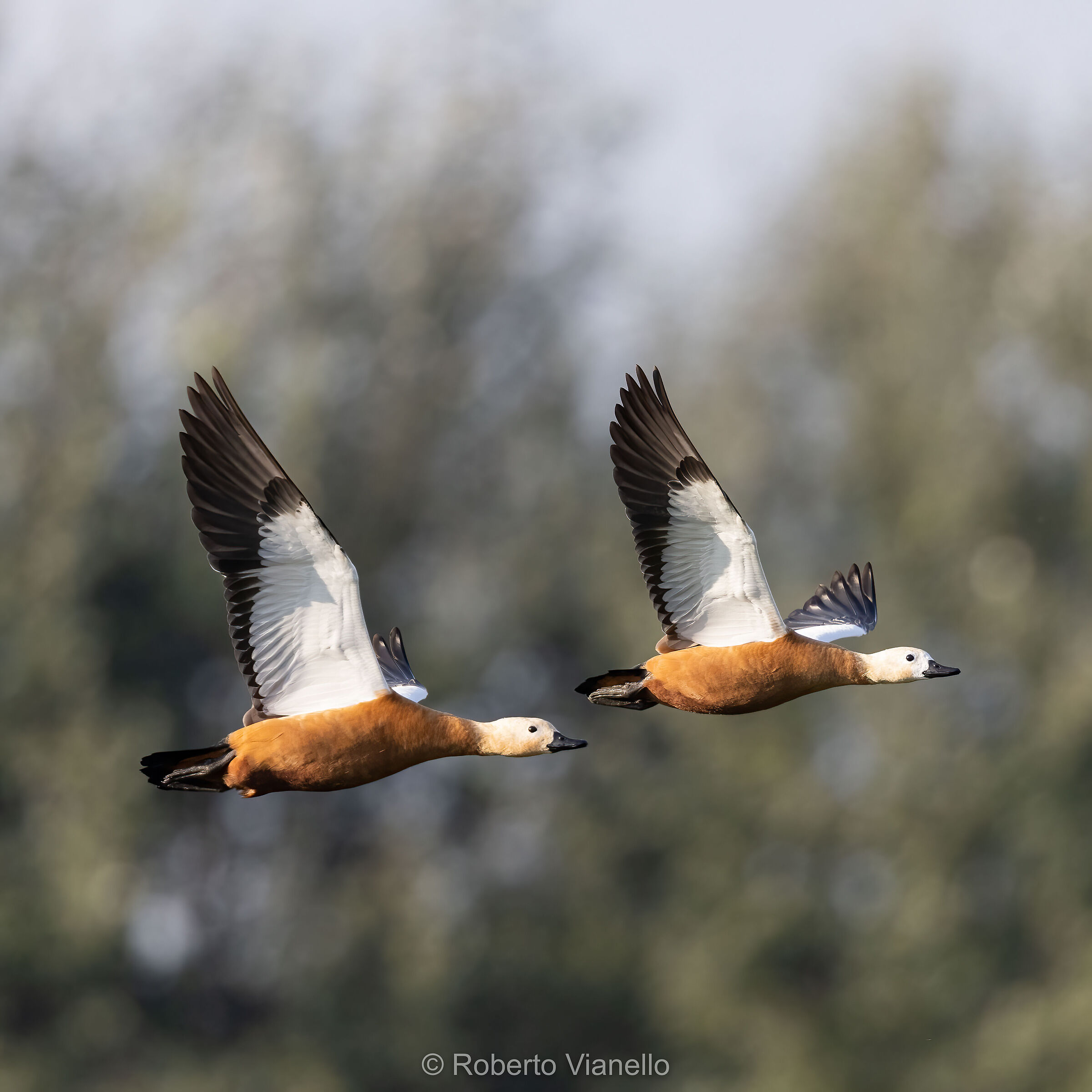 Casarche (Tadorna ferruginea)