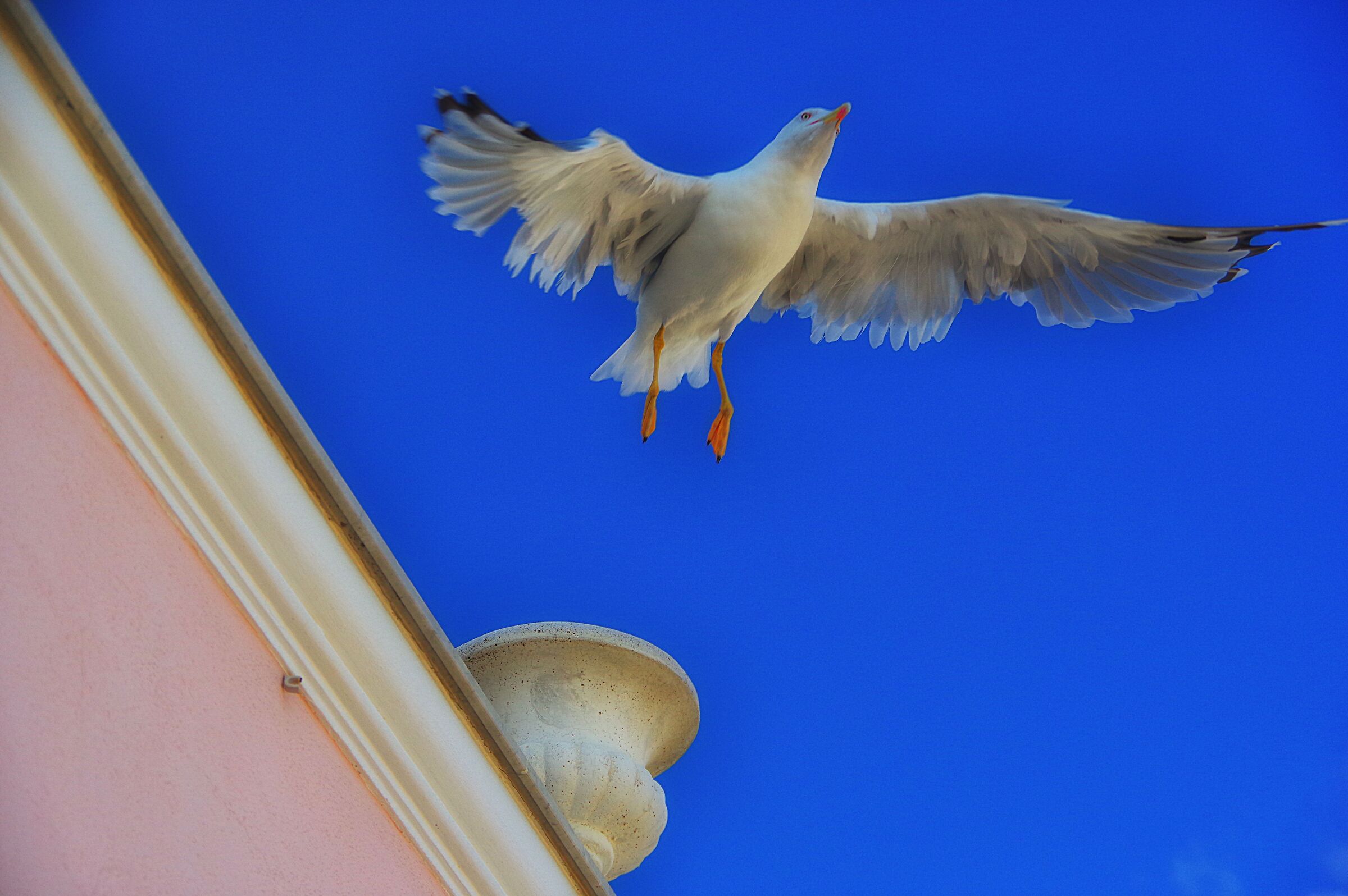 The wings of freedom