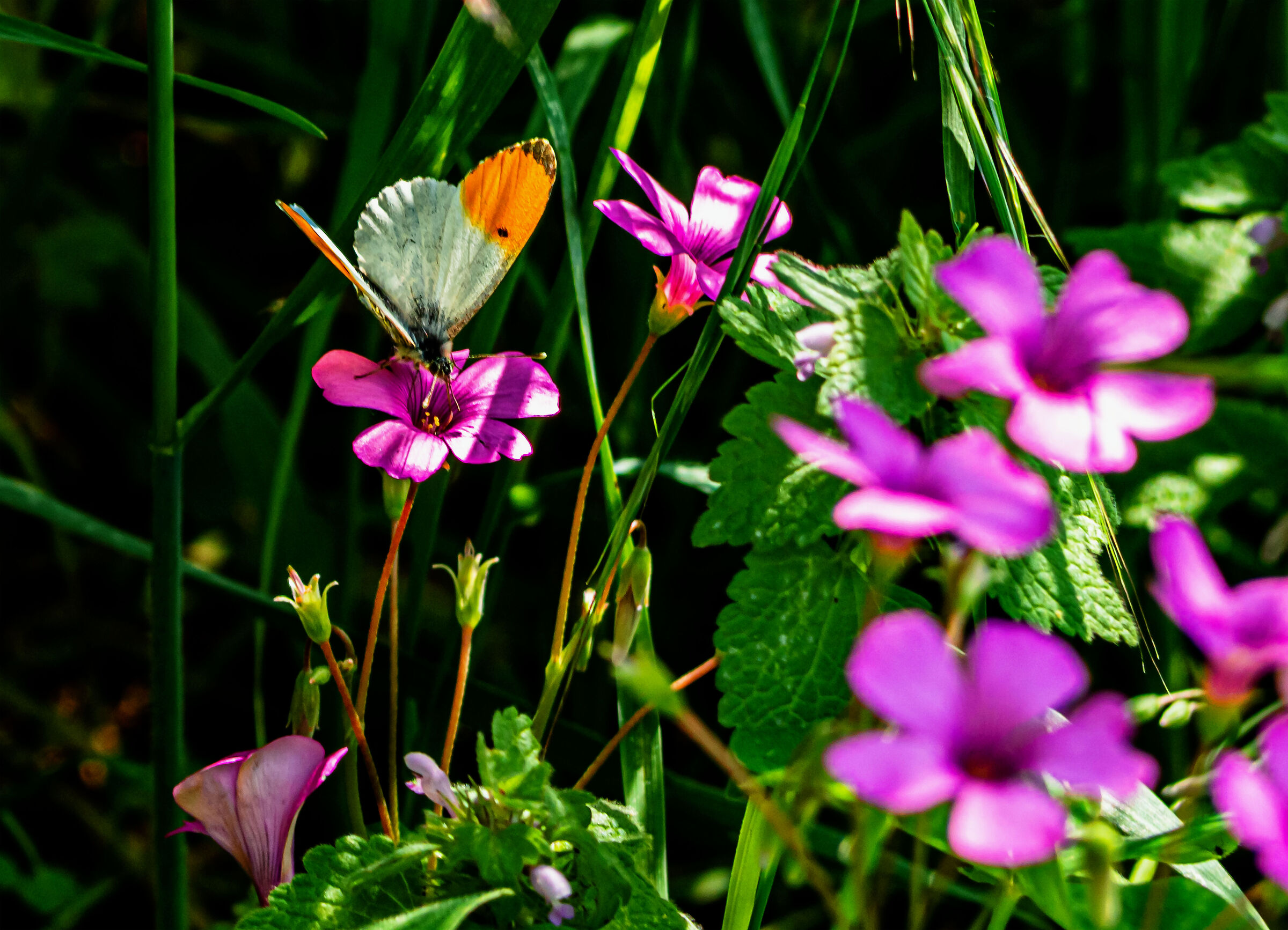 Laid on a flower
