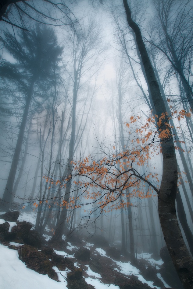 misty beech forest