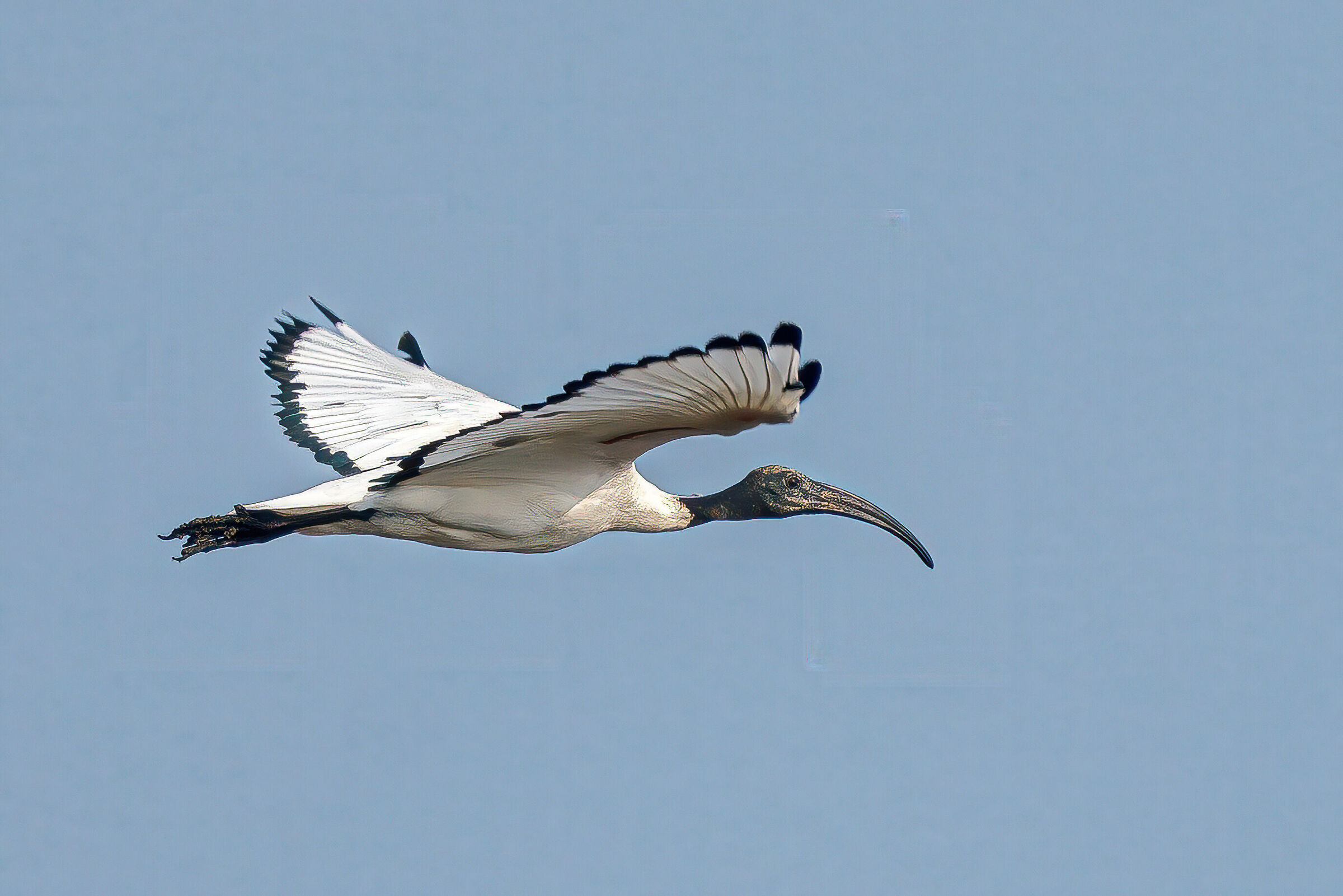 Ibis Sacro in volo