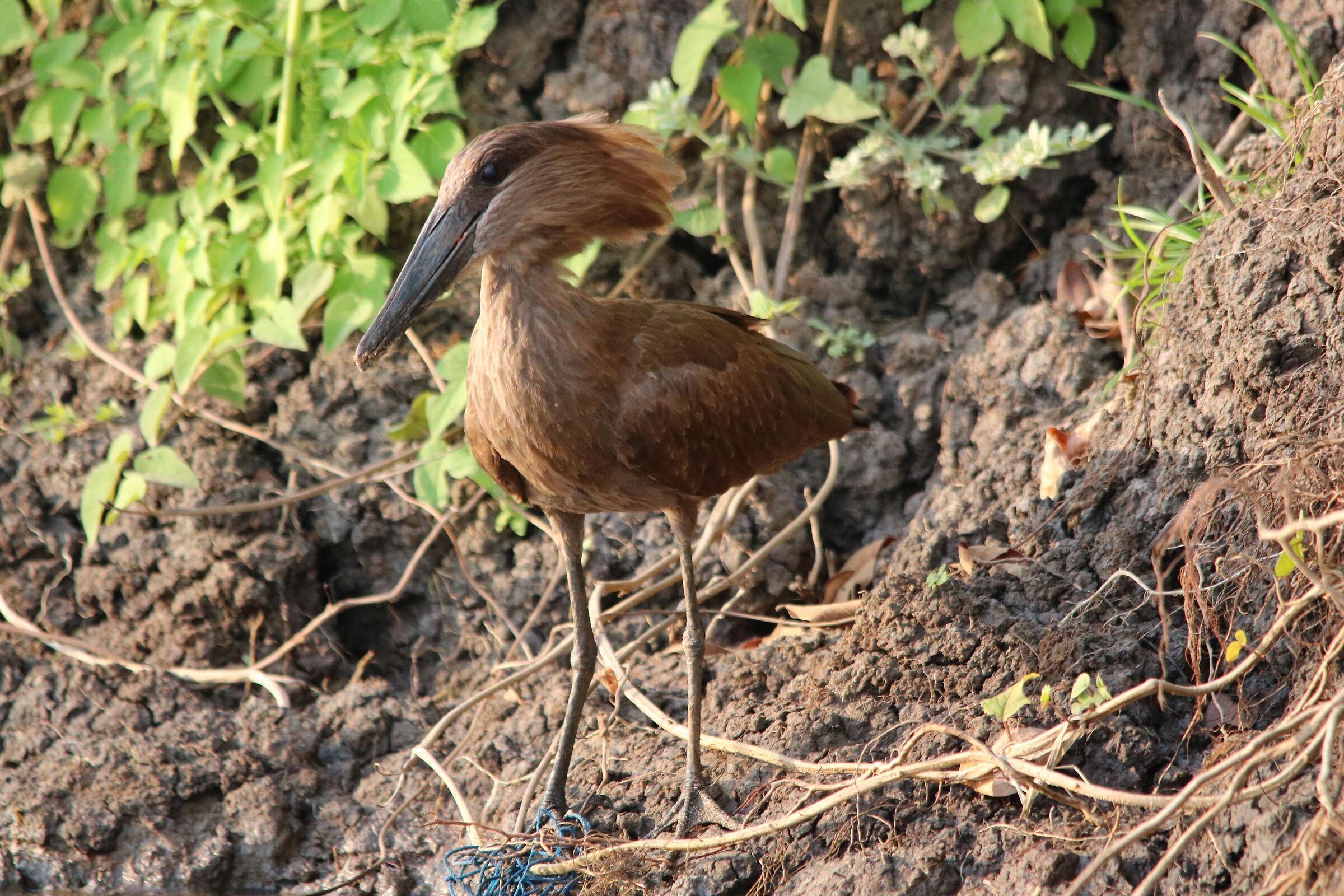 Hamerkop
