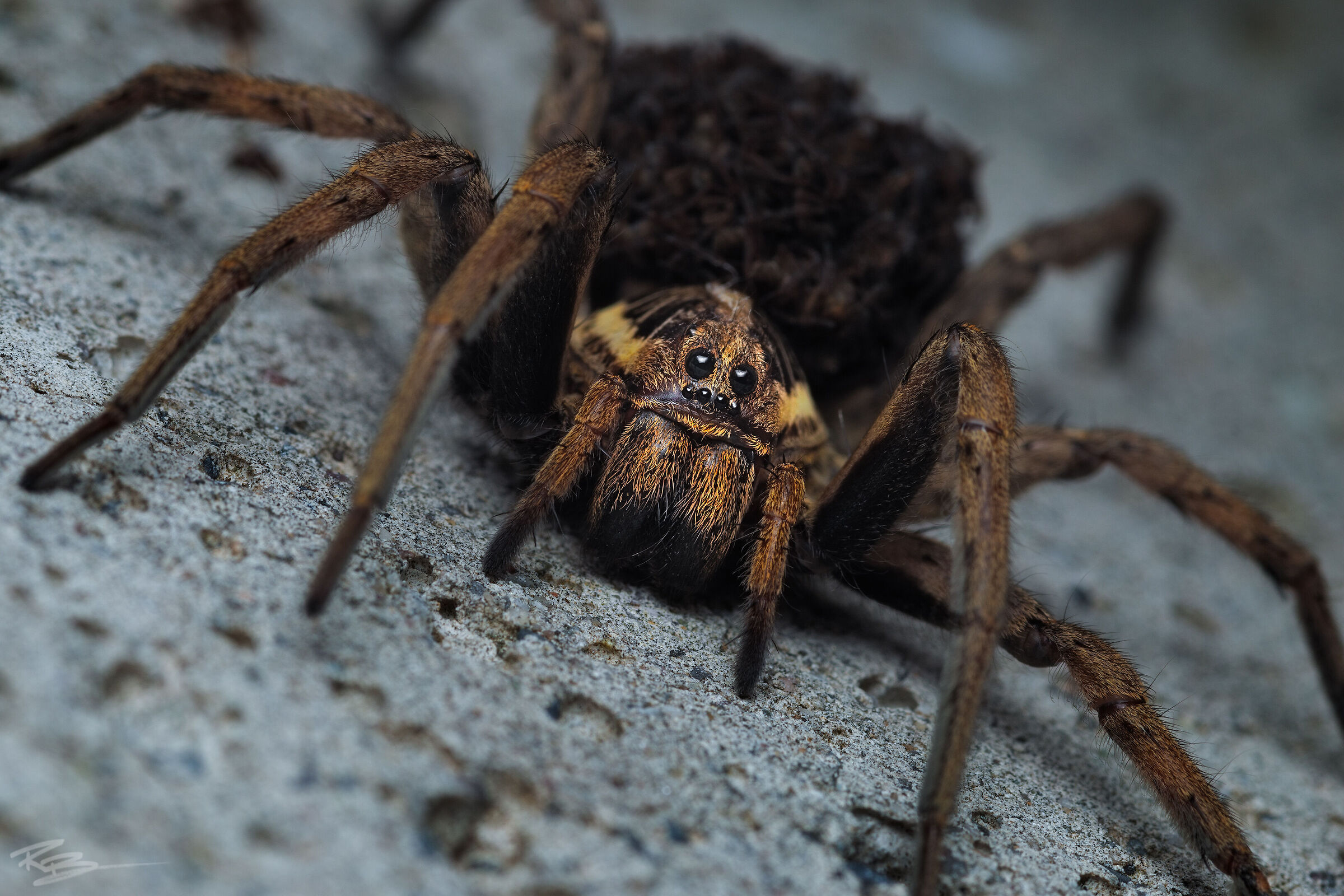 Hogna Radiata