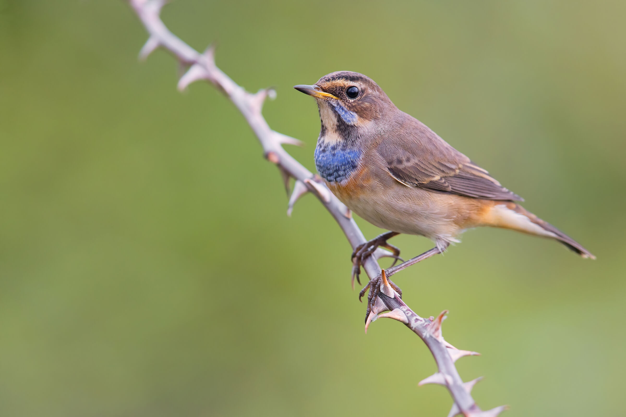 Bluethroat