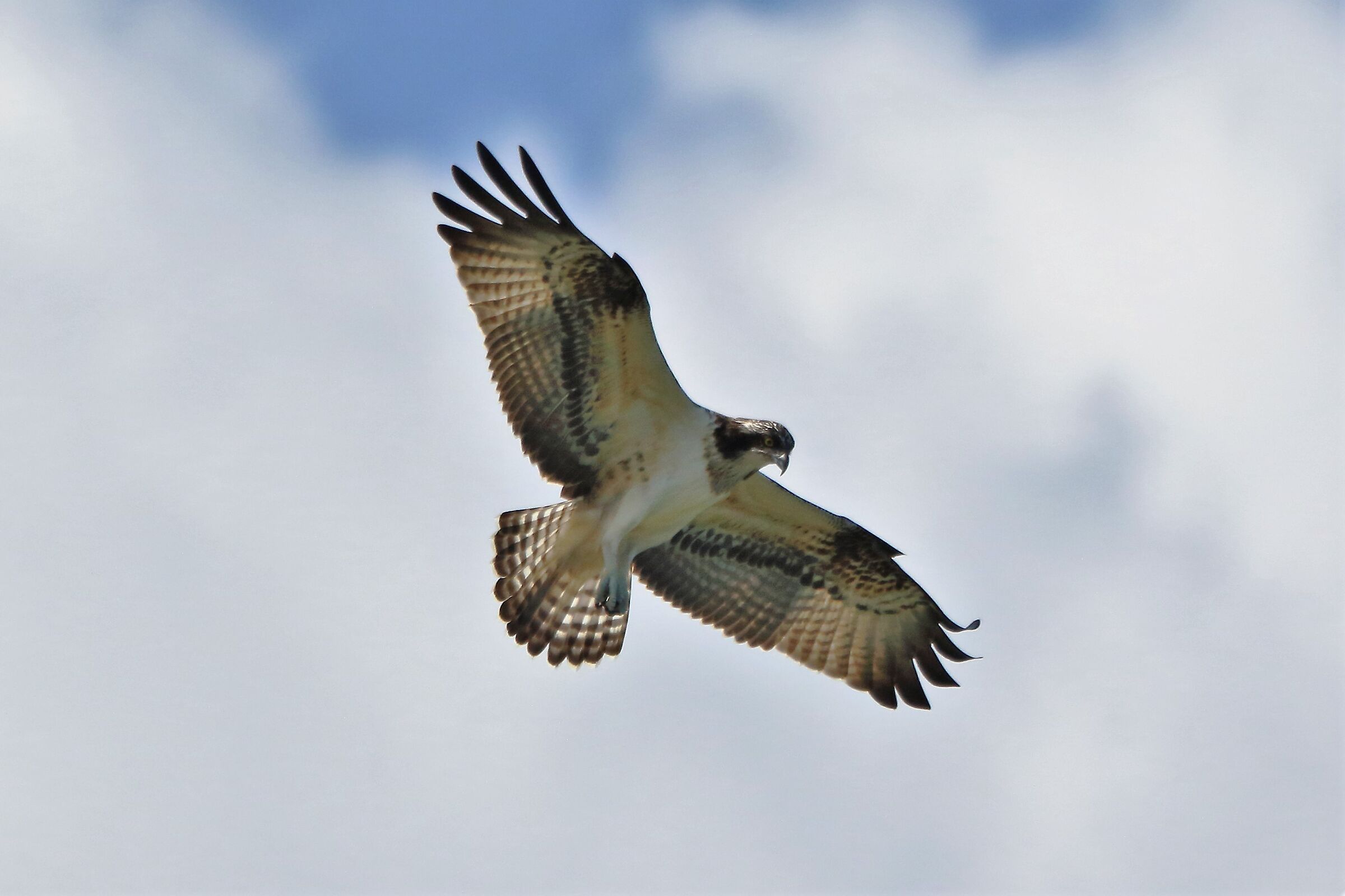 Osprey