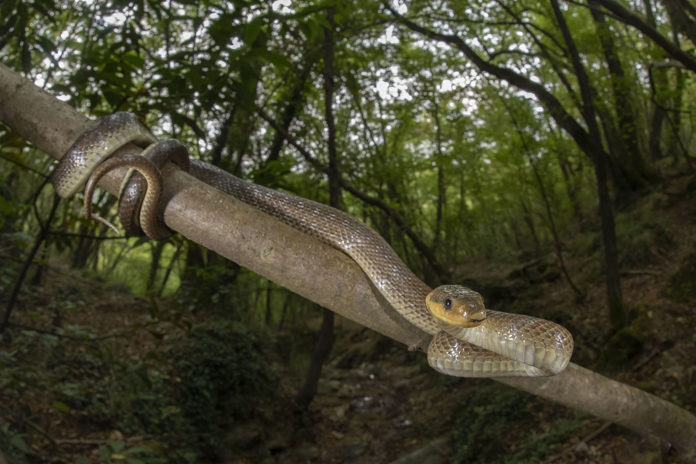 Saettone nel suo habitat