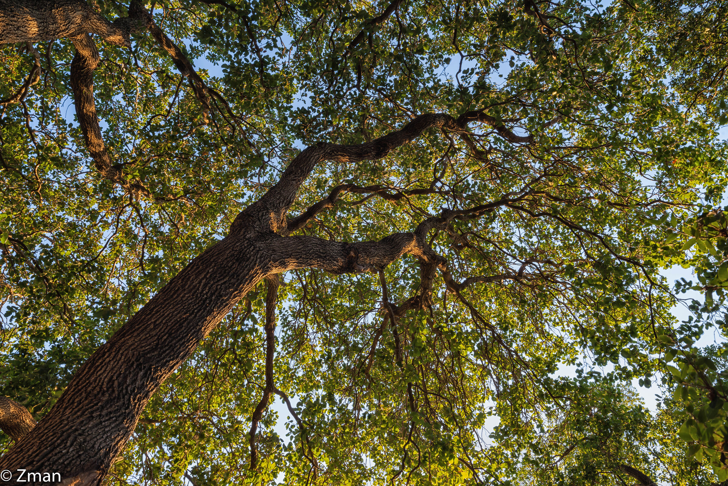 Reaching Up for The Sun