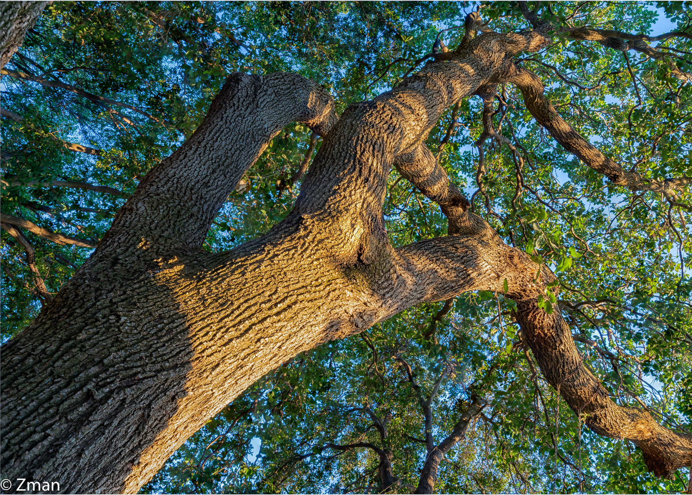 Reaching Up for The Sun