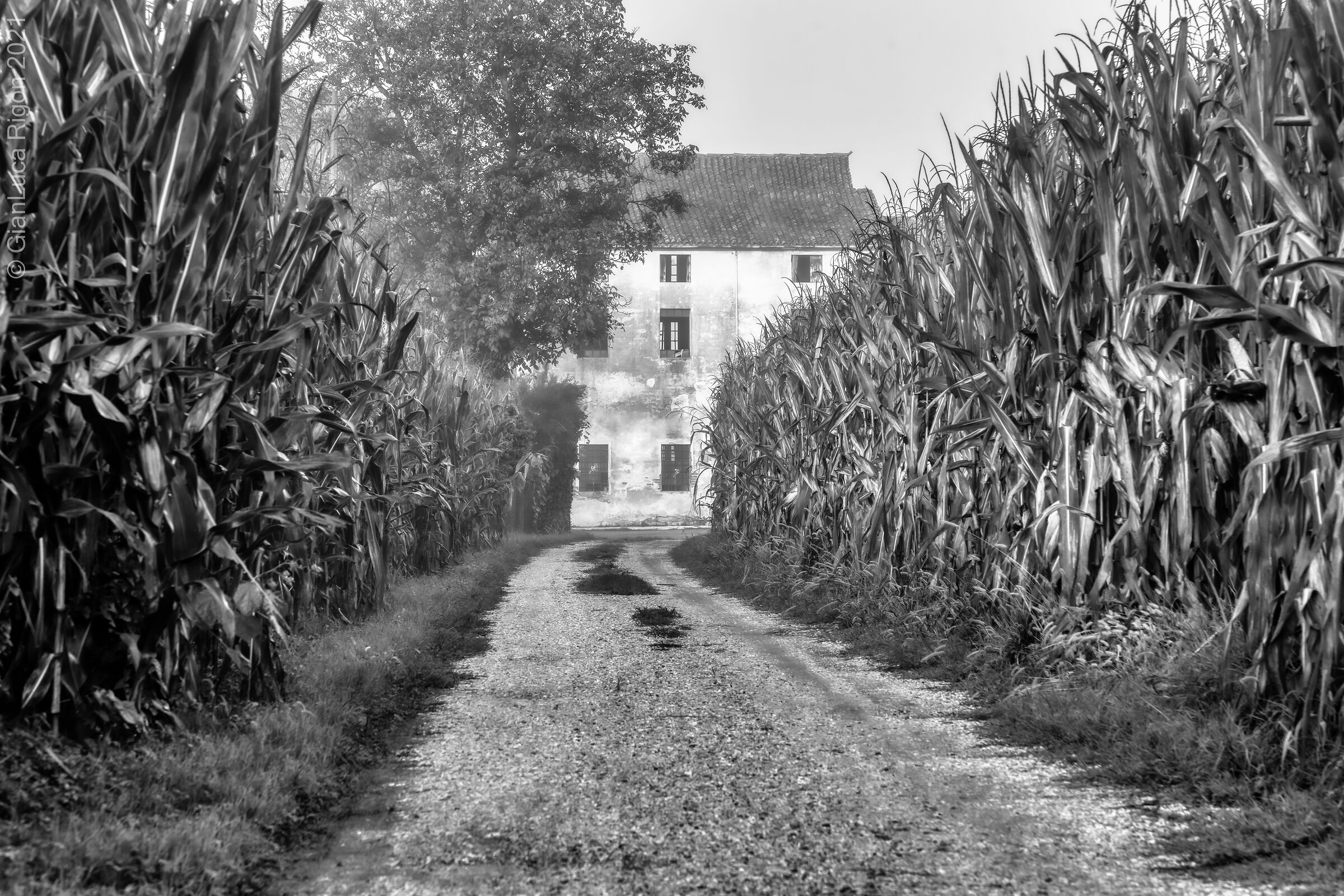 Nella vecchia fattoria