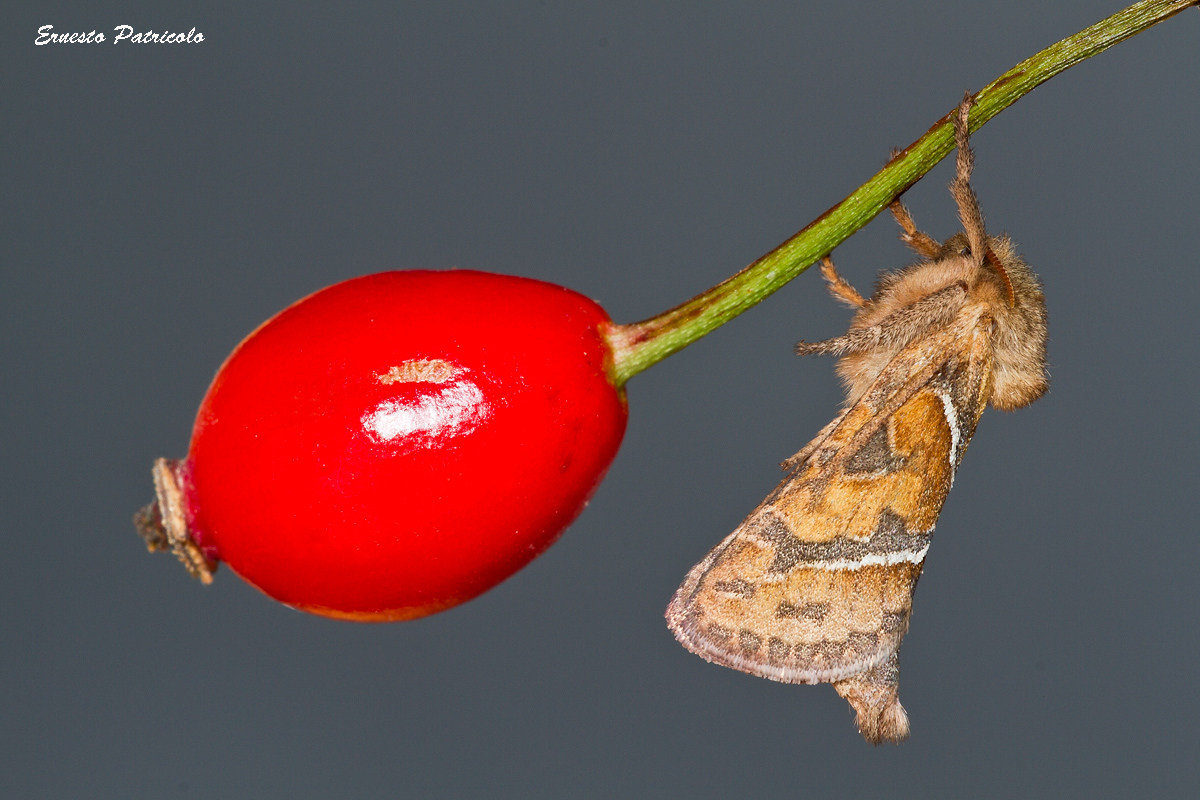 butterfly equilibrist