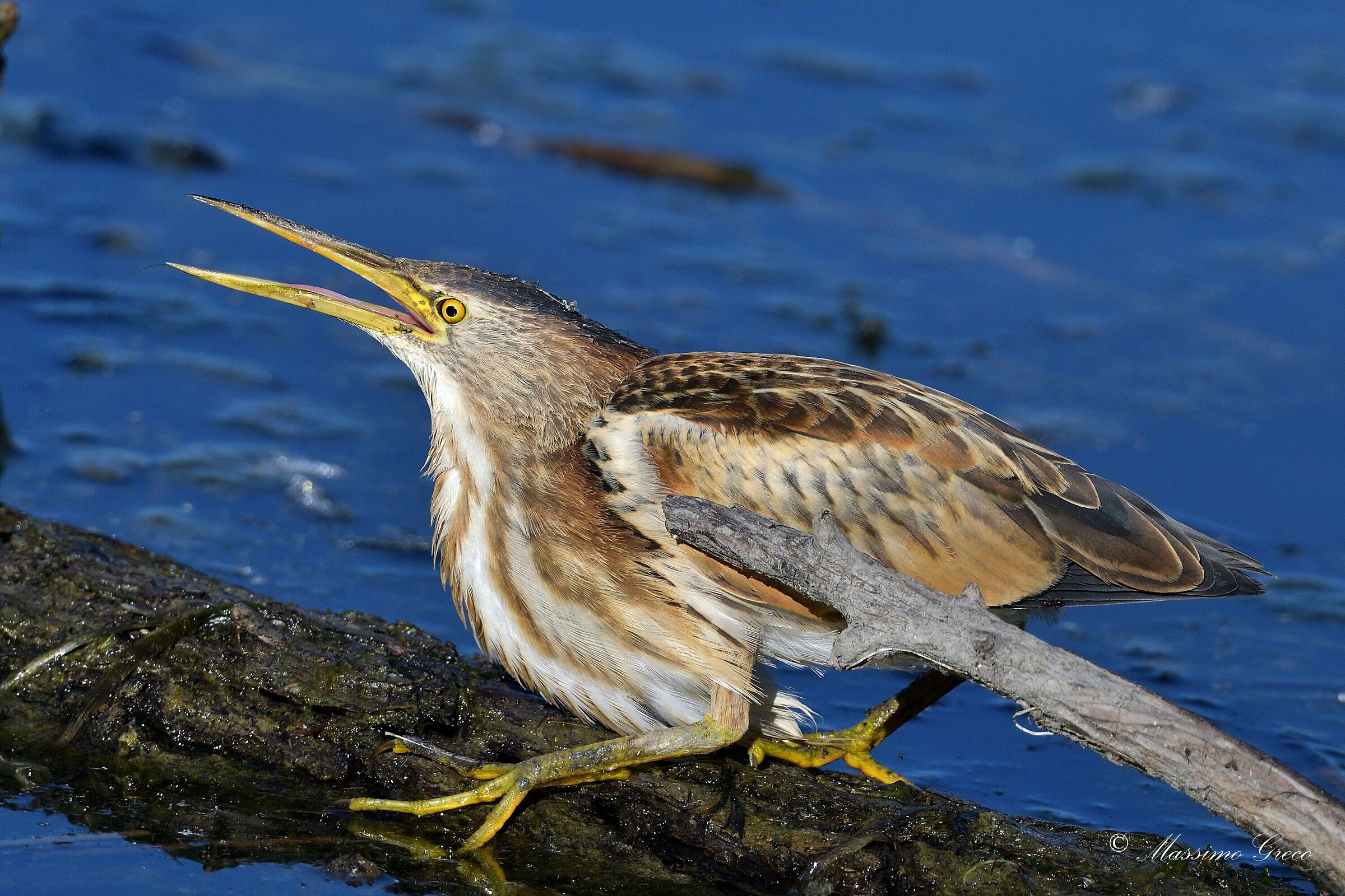Tarabusino (Ixobrychus minutus)  Juv