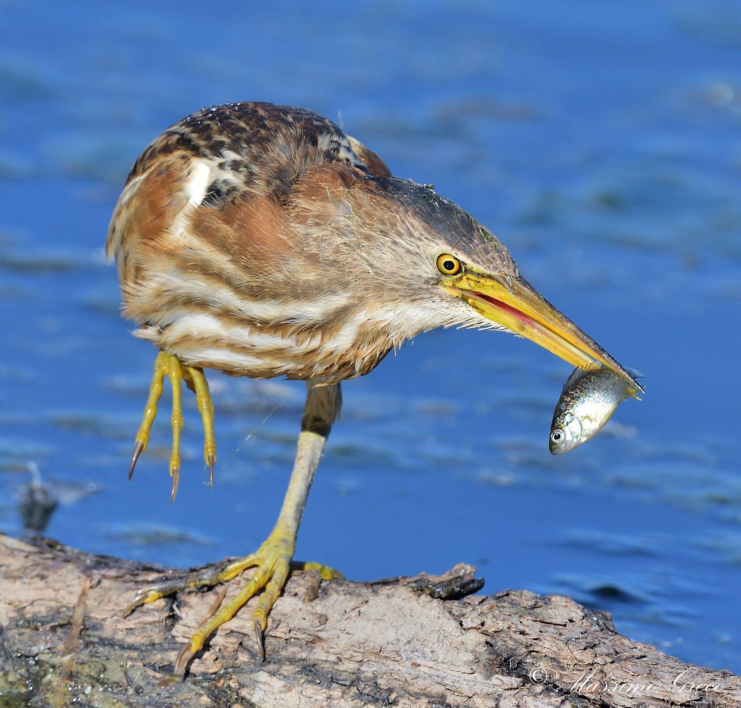 Tarabusino (Ixobrychus minutus)