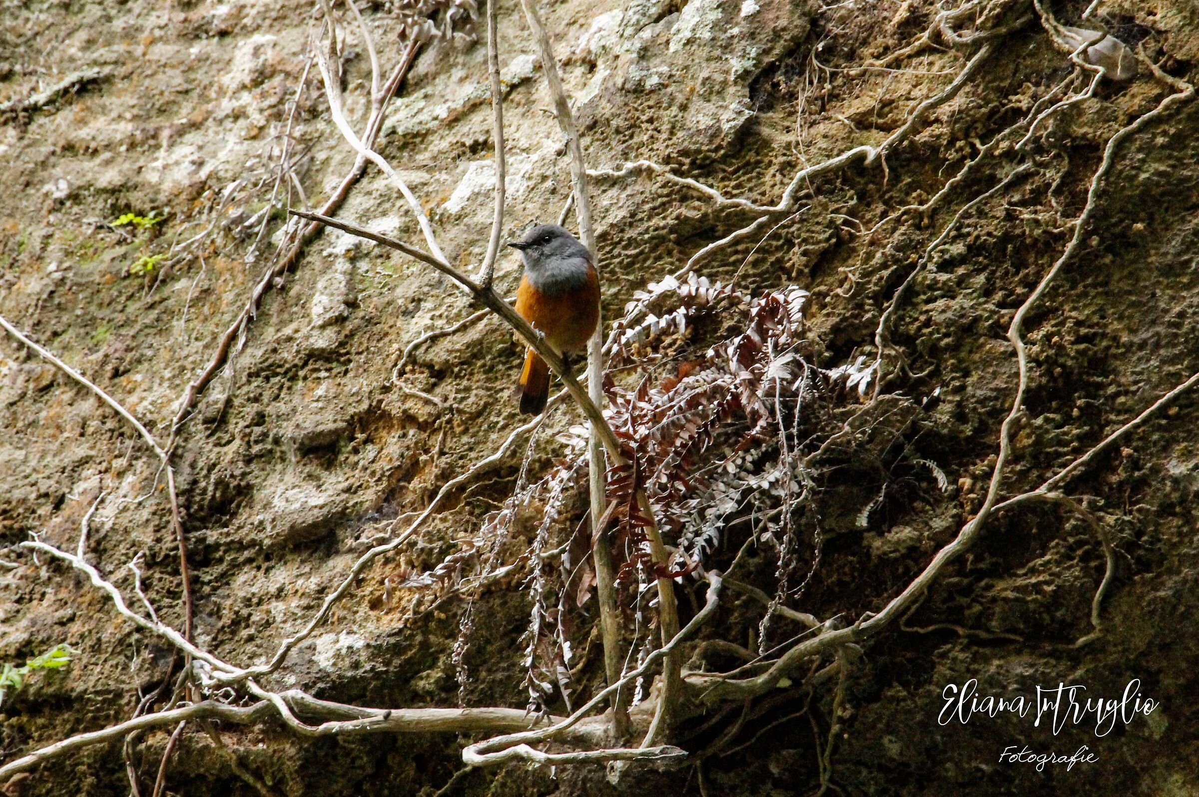 Forest redstart (Monticola sharpei)