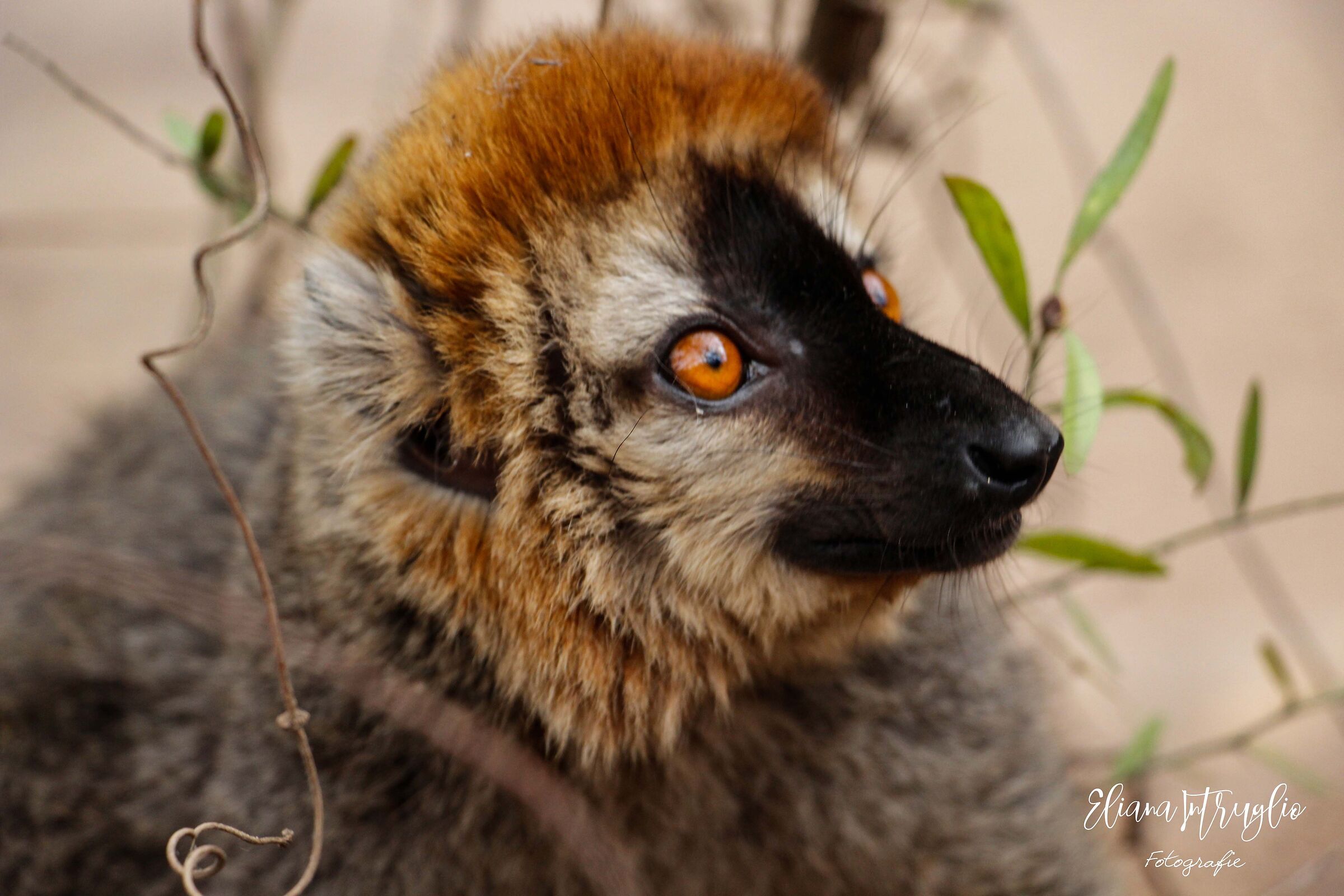 Portrait of Red-tailed Lemur (Eulemur rufifrons)