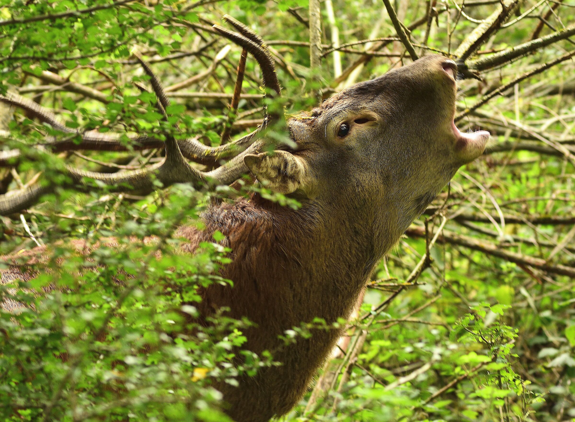 Bramito nel bosco