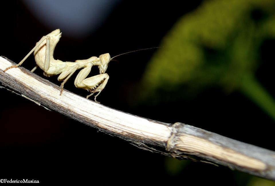 Ameles spallanzania (Mantide nana europea)