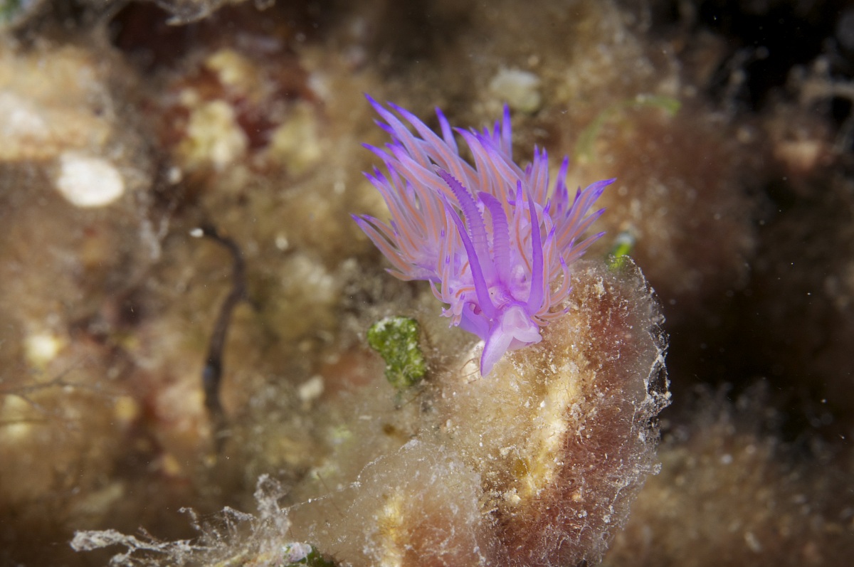 Flabellina purple