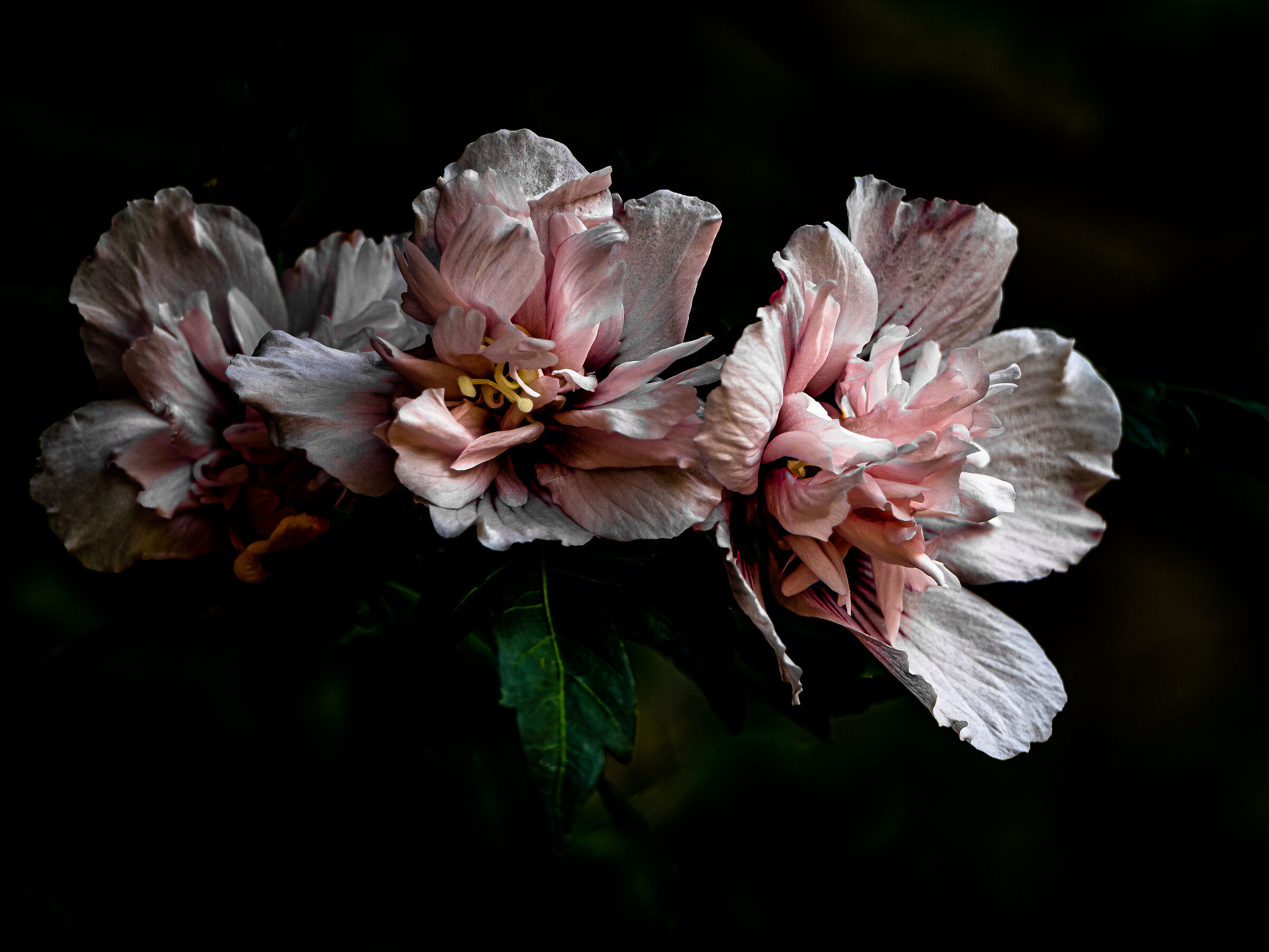 Of that ancient pink......