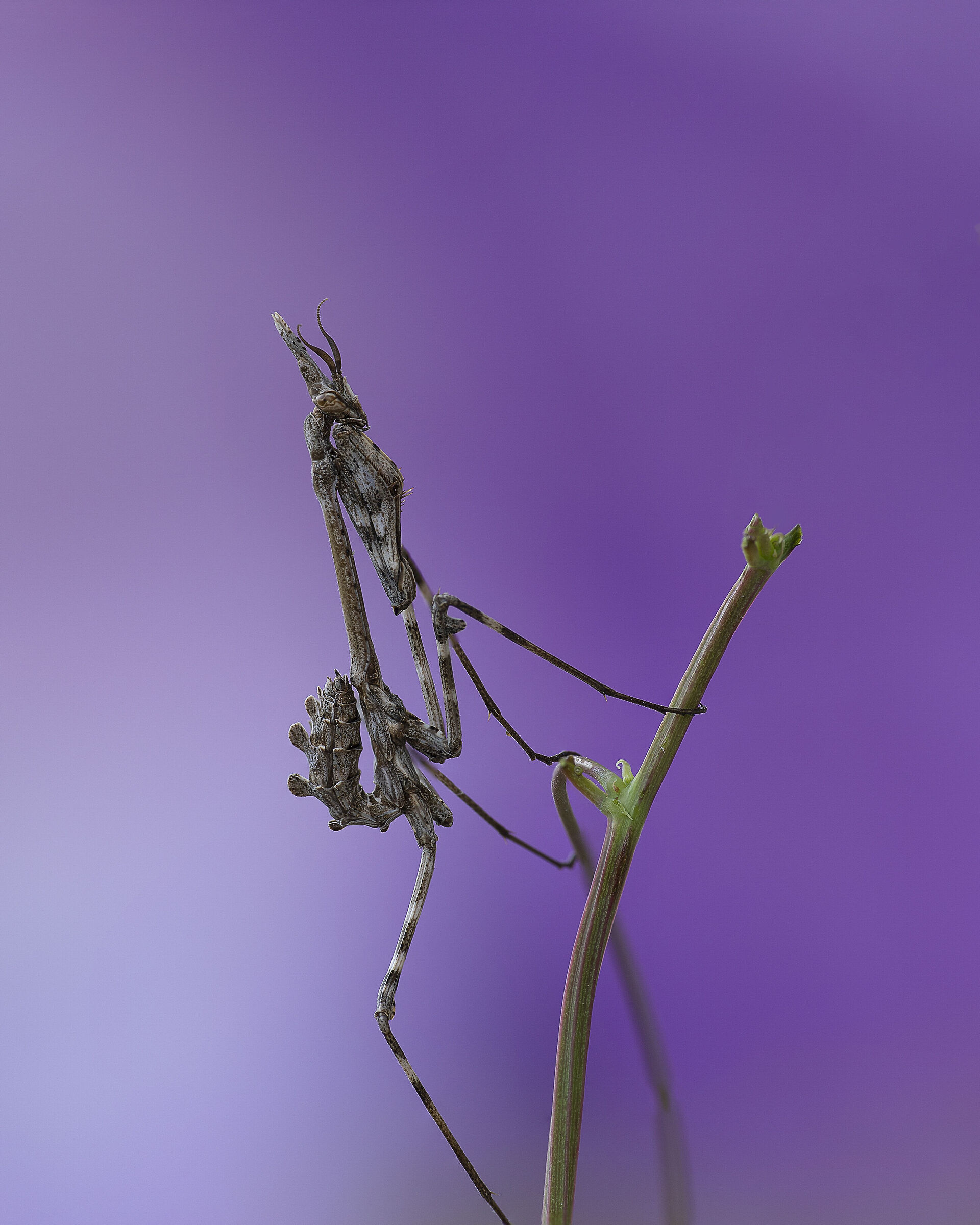 Empusa pennata